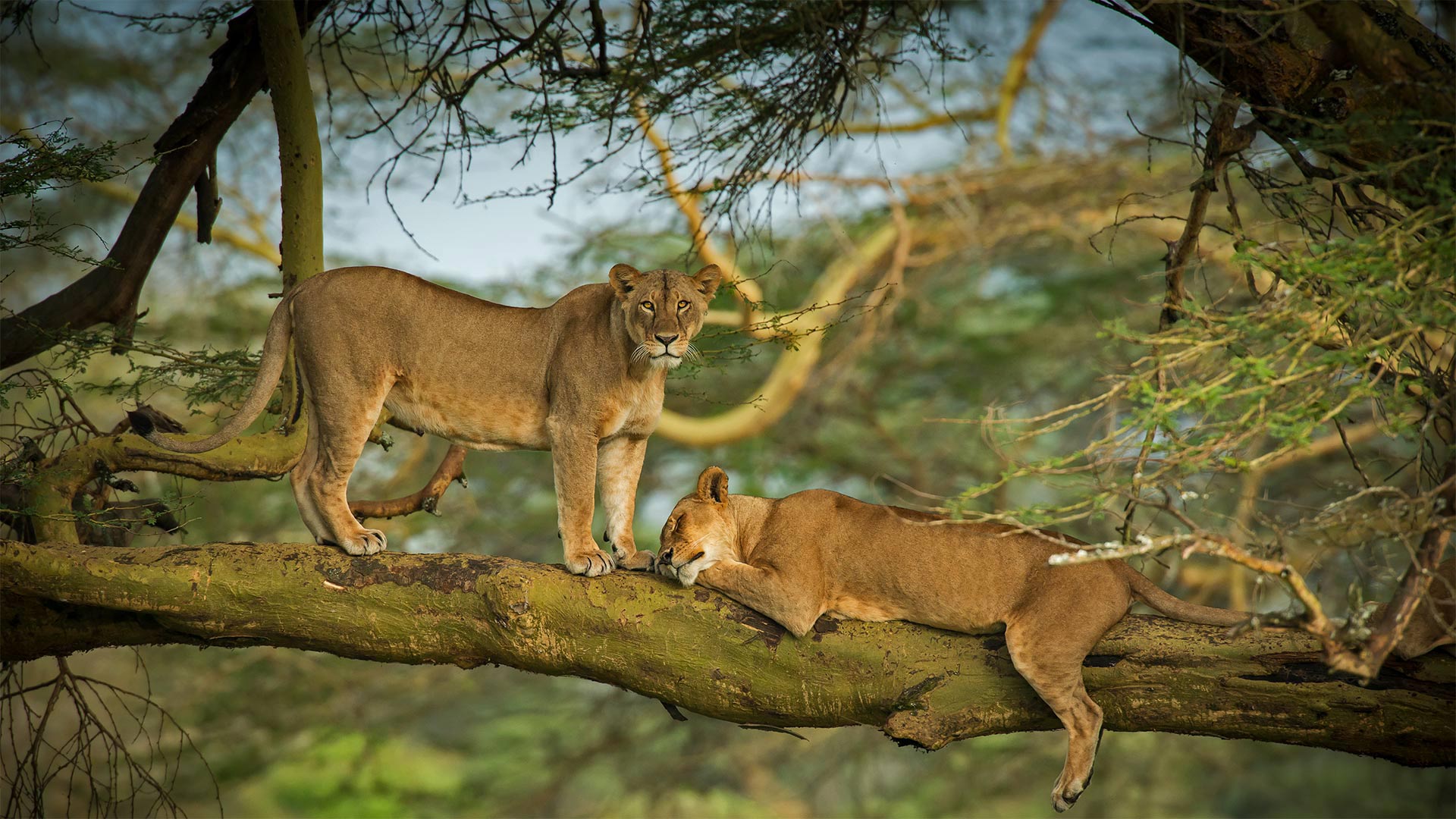 Female lions in the forest surrounding Lake Nakuru, Kenya - Scott Davis/Tandem Stills + Motion)