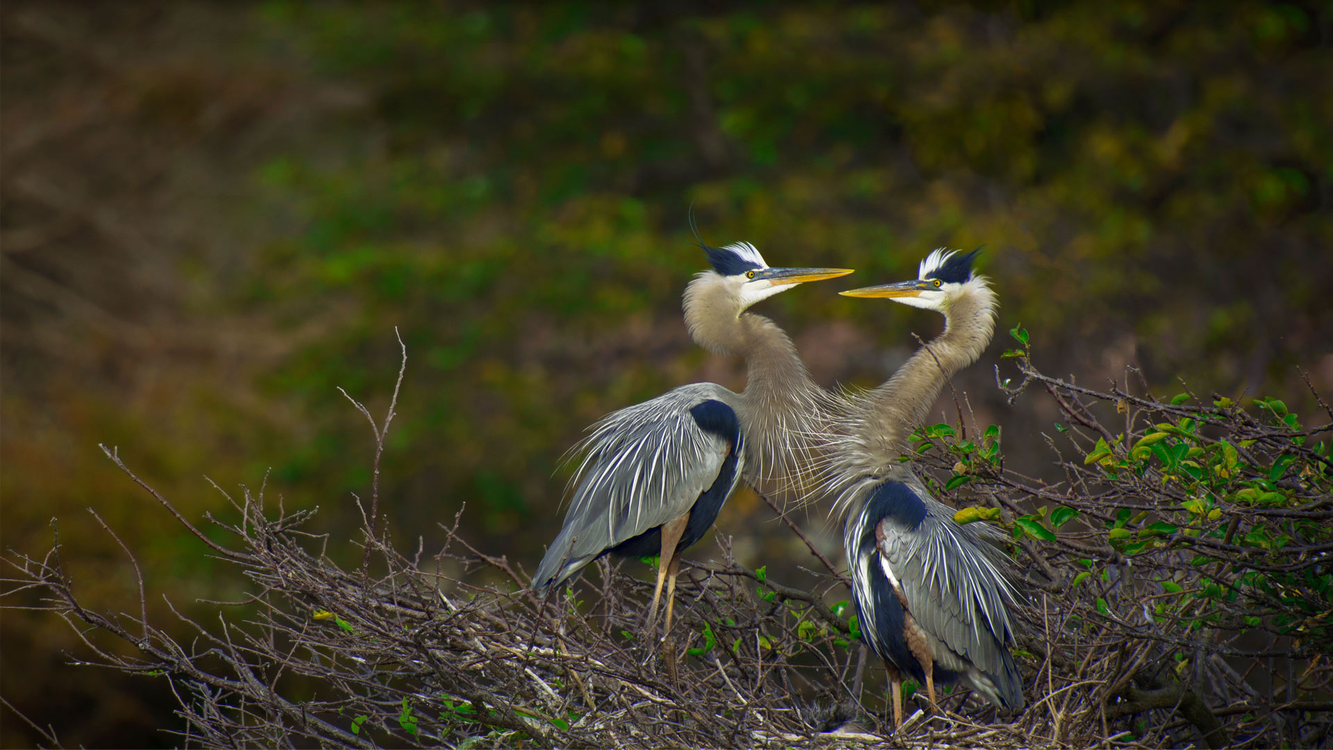 Great blue herons in the Wakodahatchee Wetlands, Delray Beach, Florida - Marie Hickman/Getty Images)