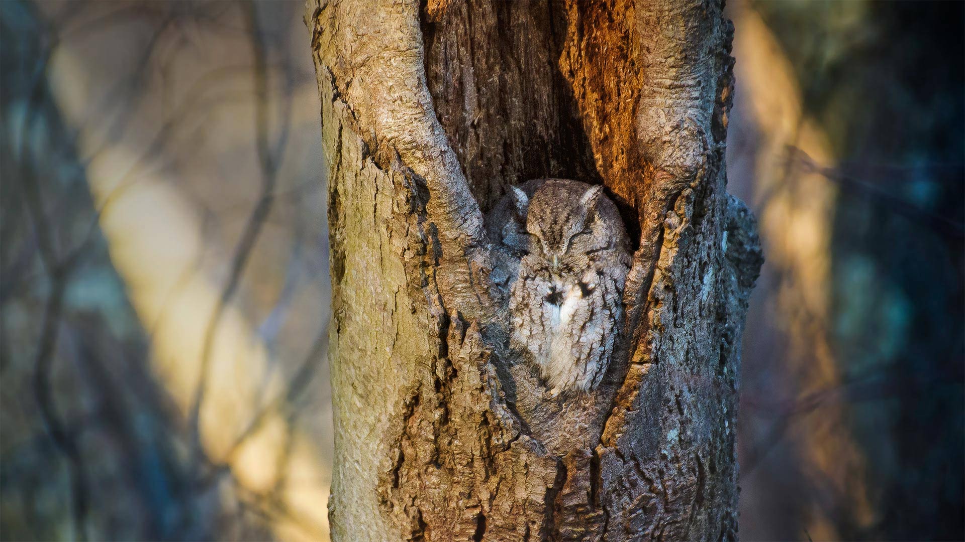 Screech owl resting in a tree cavity, Massapequa Preserve, Long Island, New York - Vicki Jauron, Babylon and Beyond Photography/Getty Images)