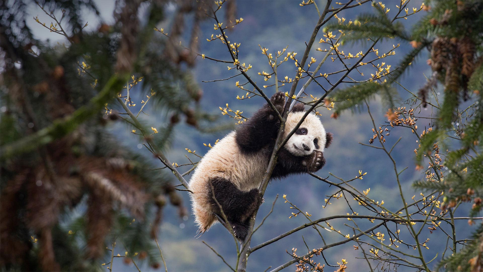 Giant panda cub at Bifengxia Panda Base, Sichuan, China - Suzi Eszterhas