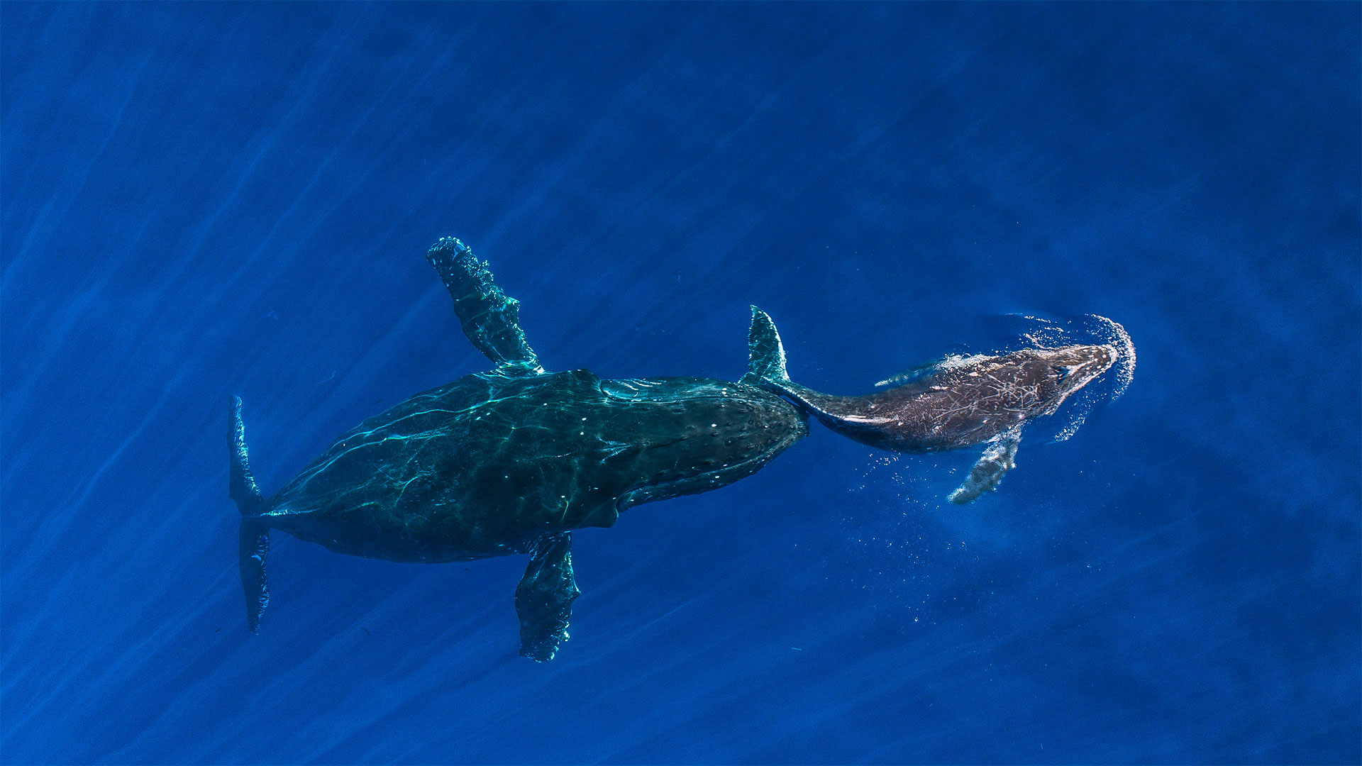Humpback whale mother pushes her sleeping calf to the surface, Maui, Hawaii - Ralph Pace