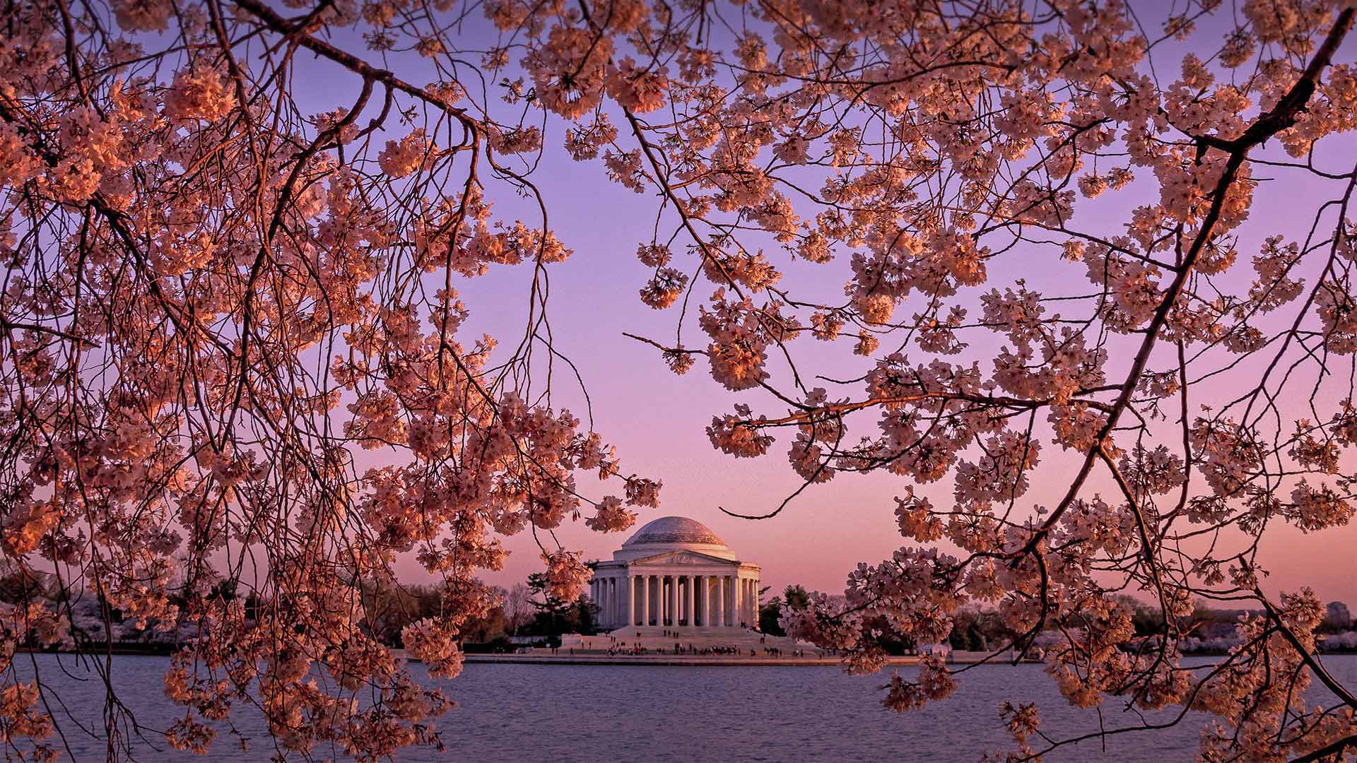 The Jefferson Memorial during the National Cherry Blossom Festival in Washington, DC - Rae Gabrielle/Alamy)