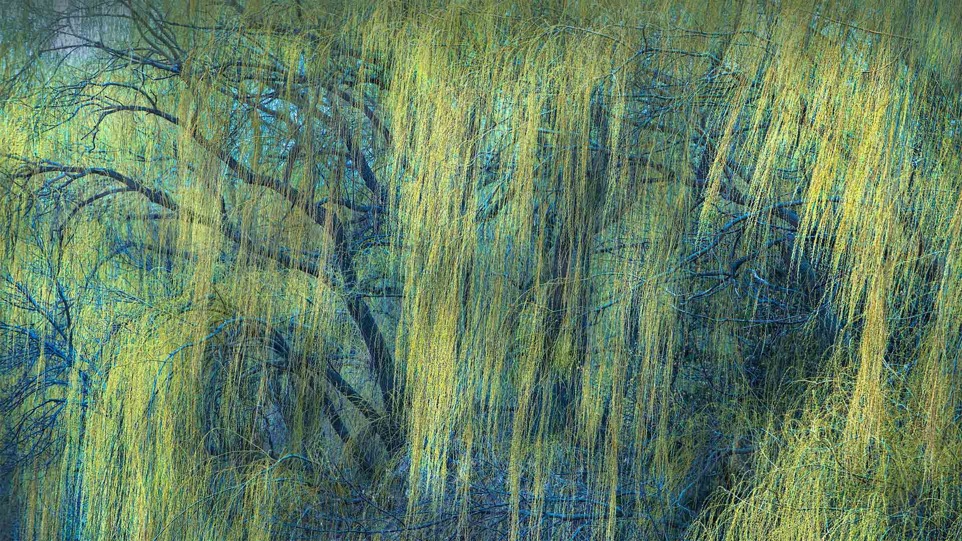 Willow tree in early spring, Minnesota - Jim Brandenburg