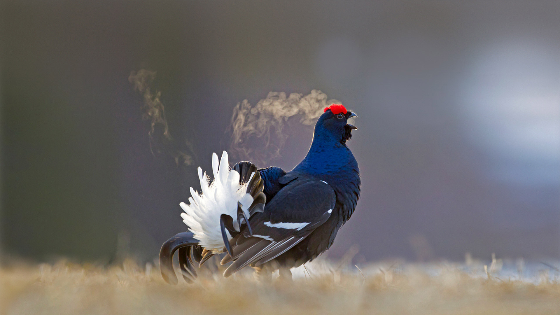 Black grouse male calling at a lek site in Kuusamo, Finland - Oliver Smart/Alamy)