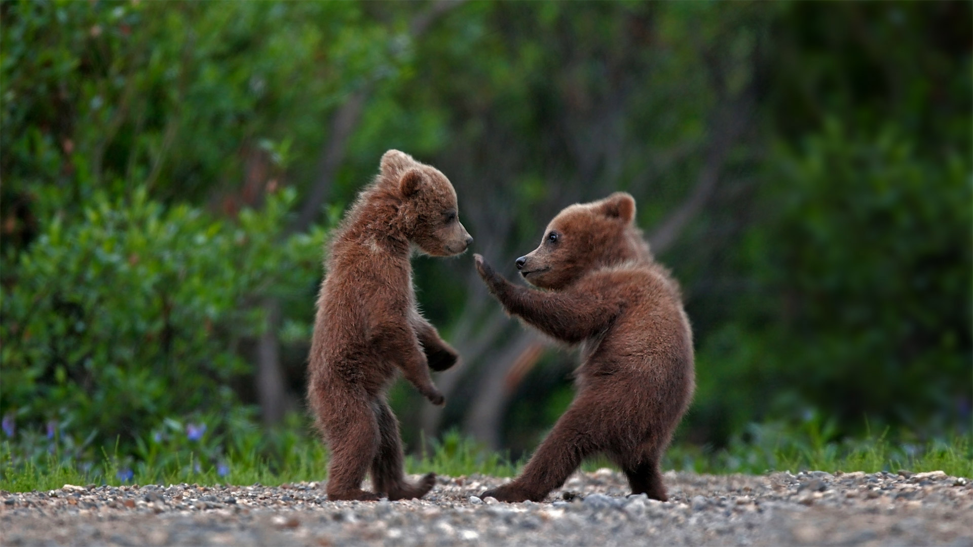 Grizzly bear cub siblings playing in Denali National Park and Preserve, Alaska - Ron Niebrugge/Alamy)
