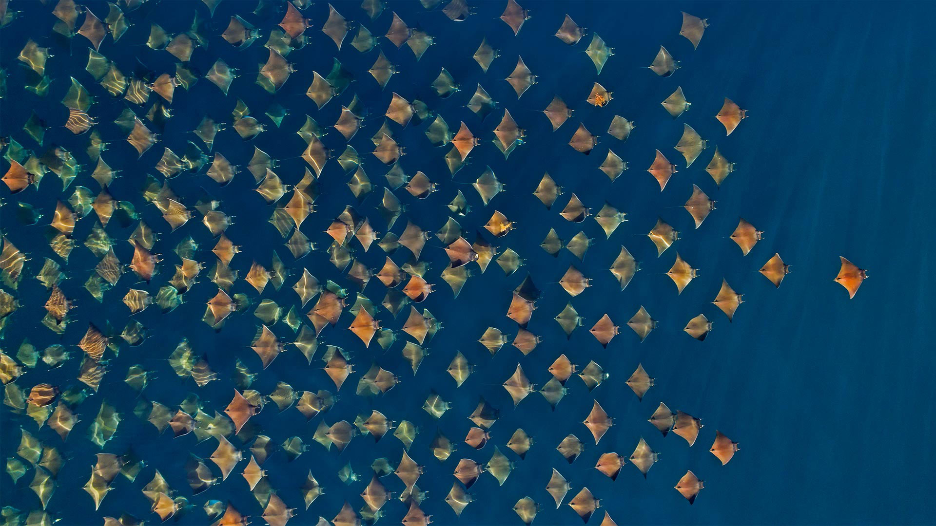 Large school of Munk's devil rays seen from the air, Gulf of California, Mexico - Mark Carwardine