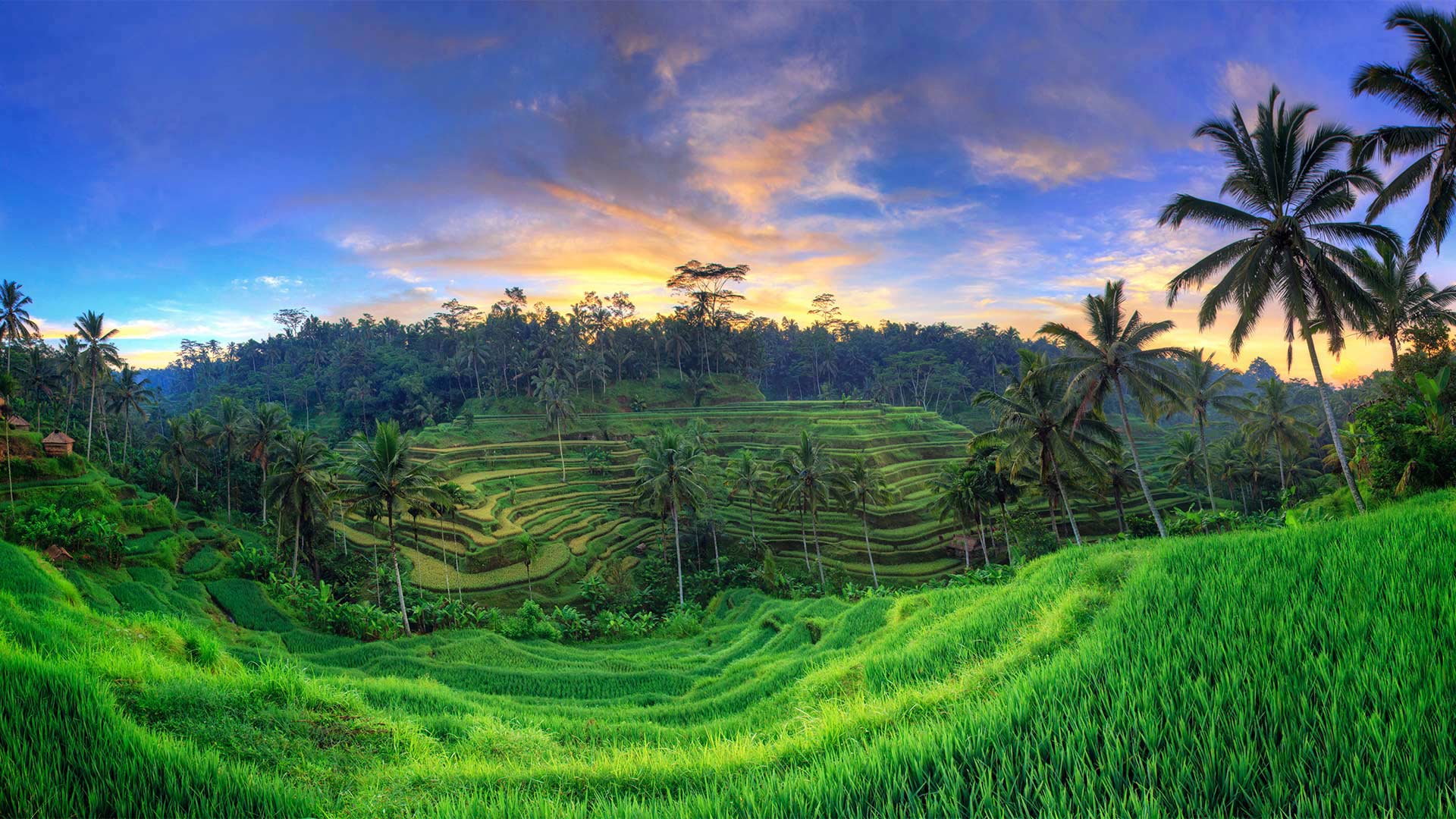 Tegallalang Rice Terraces, Ubud, Bali, Indonesia - Michele Falzone/Alamy)