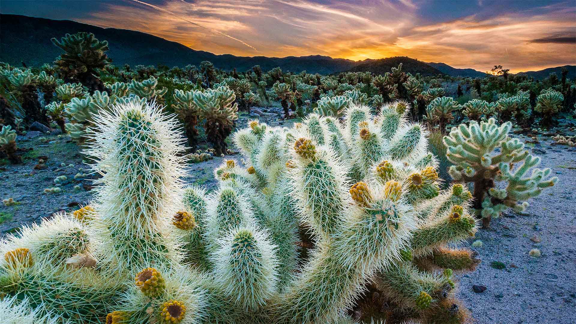 The Cholla Cactus Garden in Joshua Tree National Park, California - Bryan Jolley/Tandem Stills + Motion)