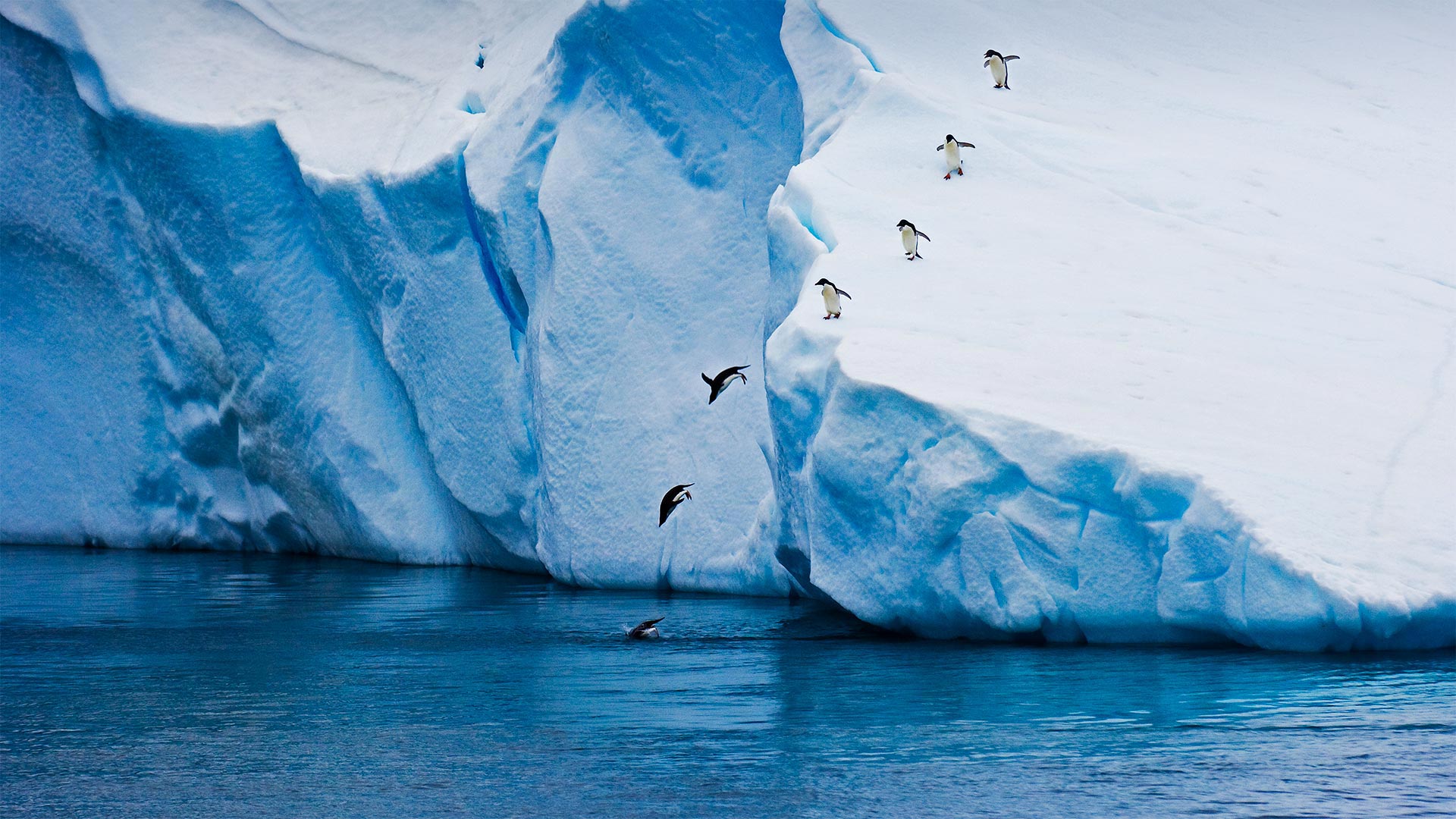 Adélie penguins diving off an iceberg in Antarctica - Mike Hill/Getty Images)