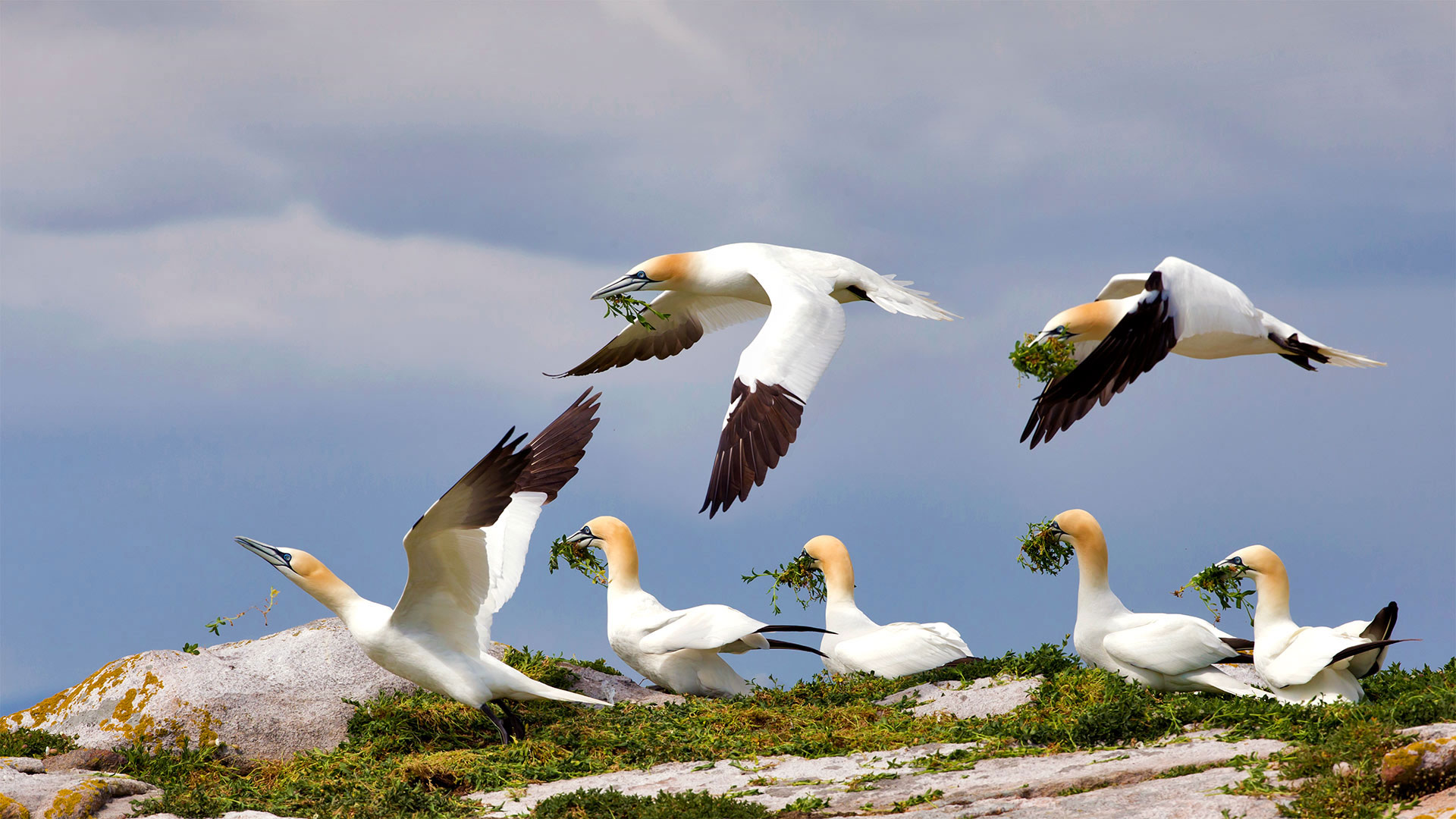Northern gannets on Great Saltee Island, Ireland - Danny Green
