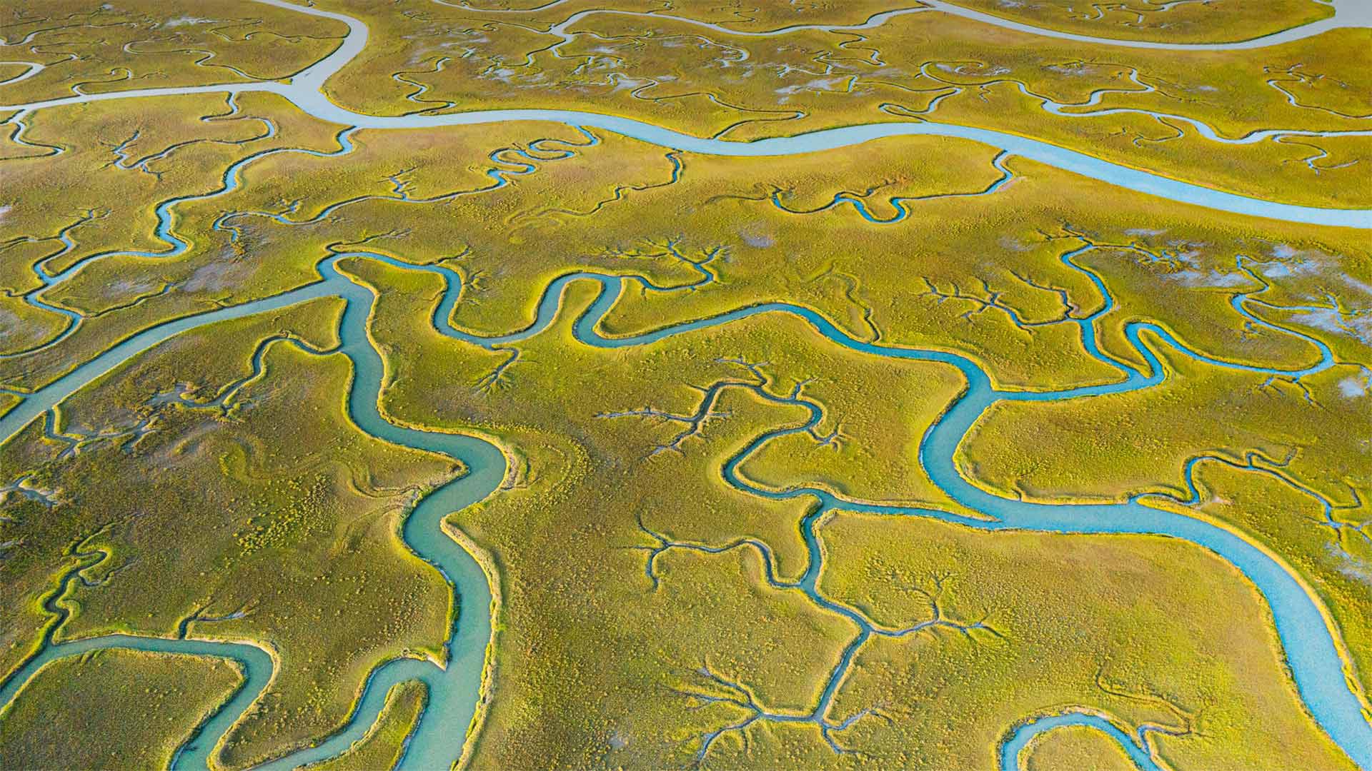 Aerial view of tidal channels in marshland of the Mockhorn Island State Wildlife Management Area, Virginia - Shane Gross