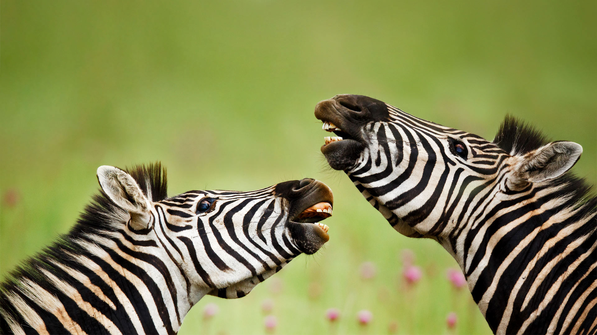 Burchell's zebra stallions, Rietvlei Nature Reserve, South Africa - Richard Du Toit
