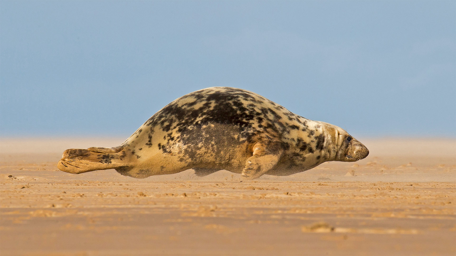 Grey seal hitching itself over the beach at Donna Nook, North Lincolnshire, England - Frederic Desmette