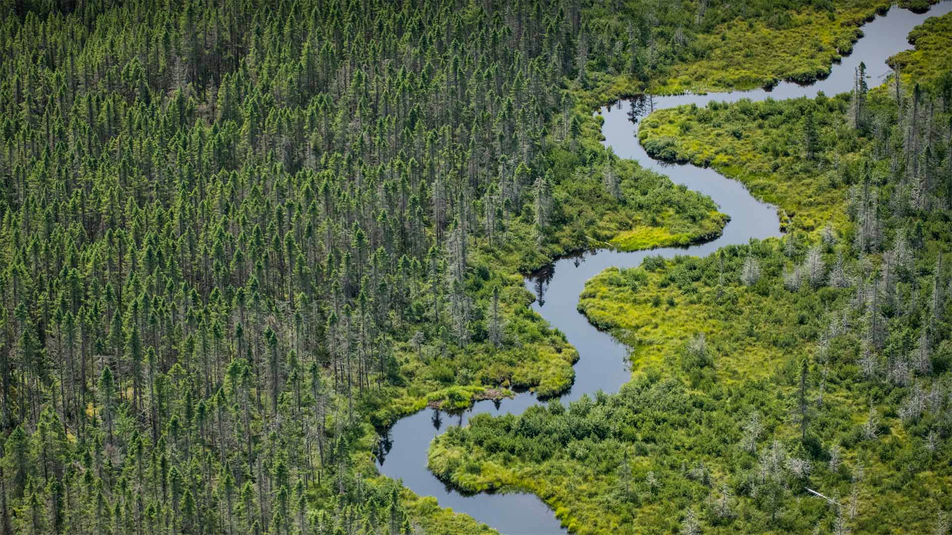 Norcross Brook and wetlands near Moosehead Lake in Piscataquis County, Maine - Aaron Black-Schmidt/Tandem Stills + Motion)