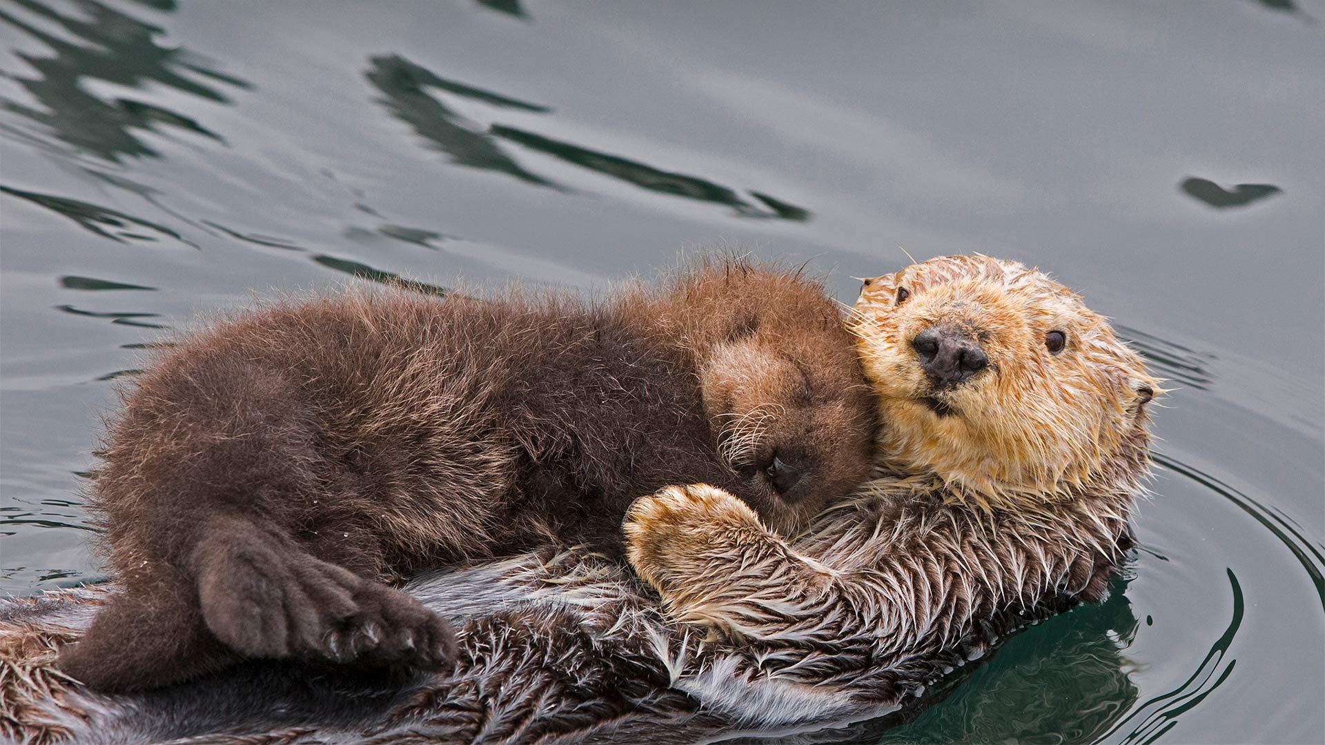Sea otter mother and newborn pup, Monterey Bay, California - Suzi Eszterhas