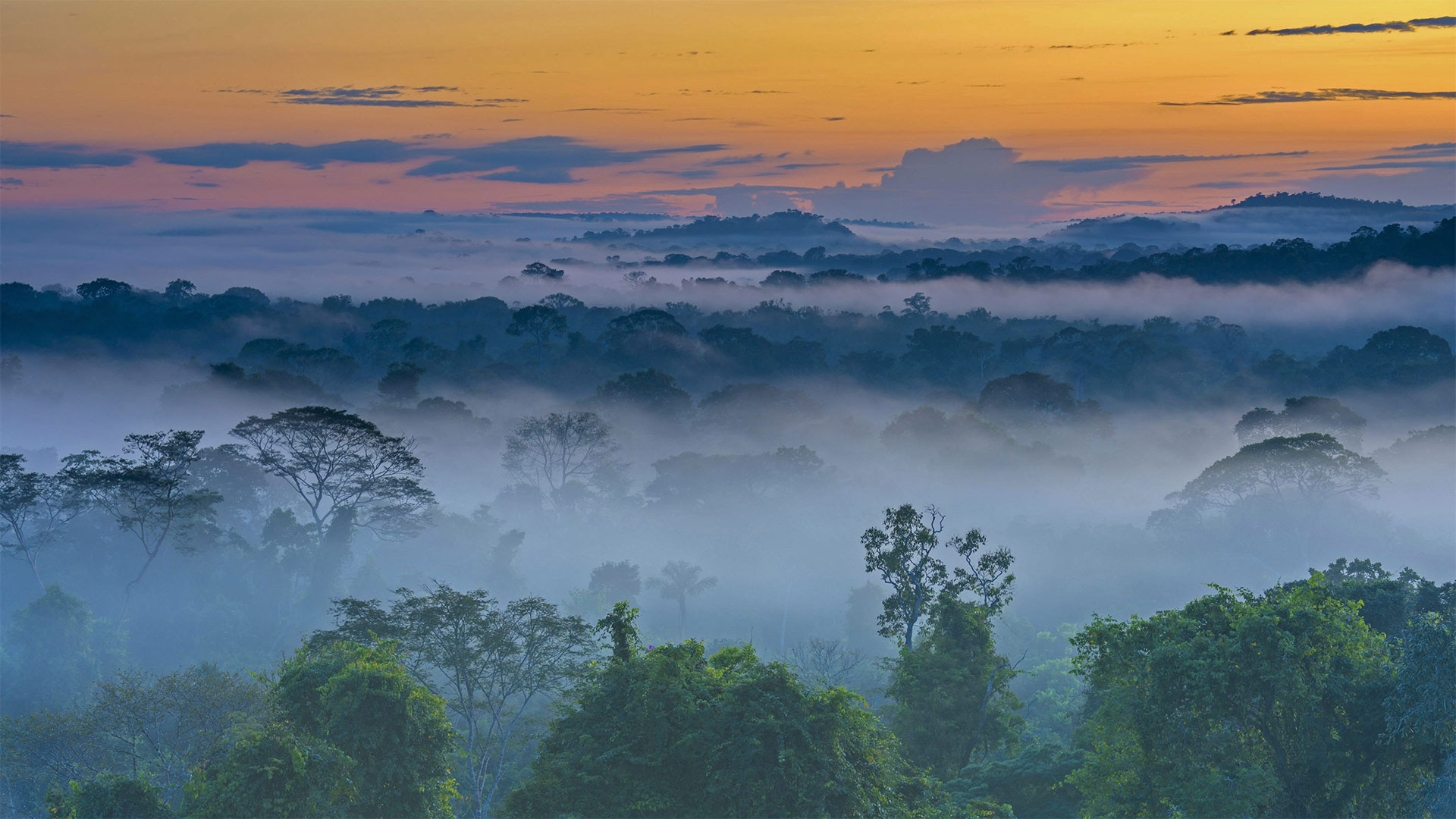Amazon rainforest with morning fog near Alta Floresta, Mato Grosso, Brazil - Pulsar Imagens/Alamy)