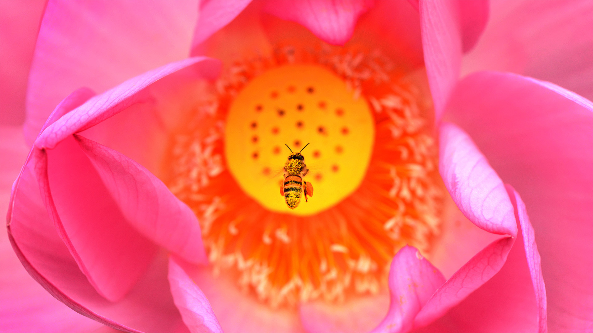 A bee dives into a lotus flower at Kenilworth Park and Aquatic Gardens in Washington, DC - Linda Davidson/The Washington Post via Getty Images)
