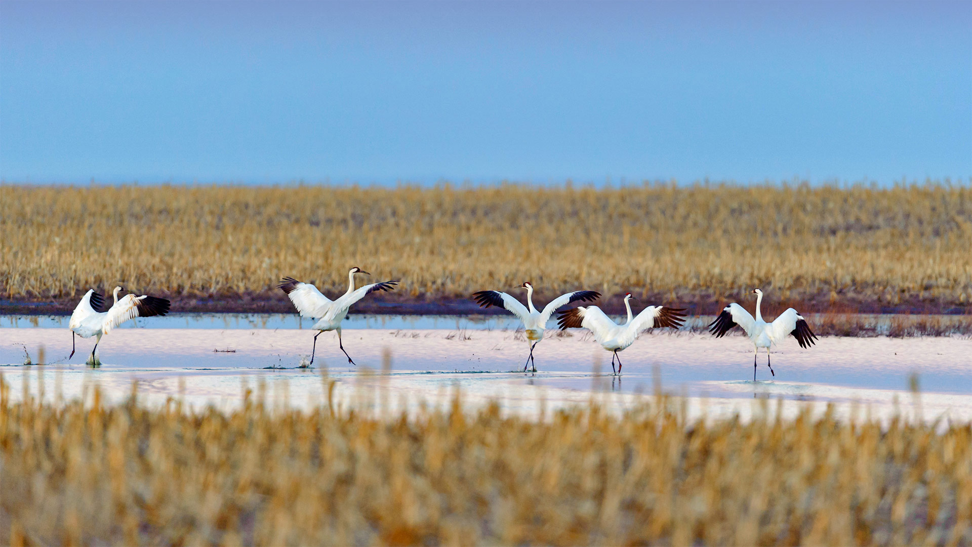 Whooping cranes taking off during spring migration in South Dakota - Gerrit Vyn