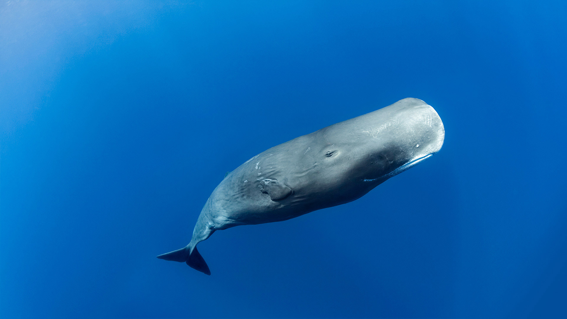 Sperm whale off the coast of Roseau, Dominica, in the Caribbean Sea - Tony Wu