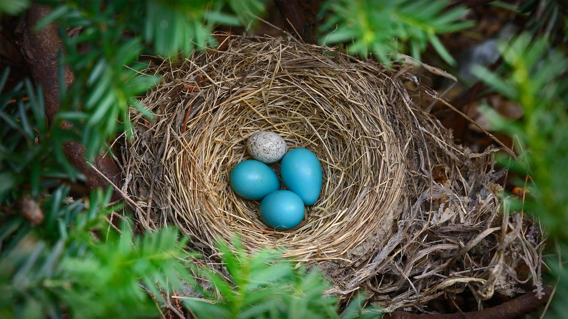 Robin's nest with a brown-headed cowbird egg - Edward Kinsman/Science Photo Library)