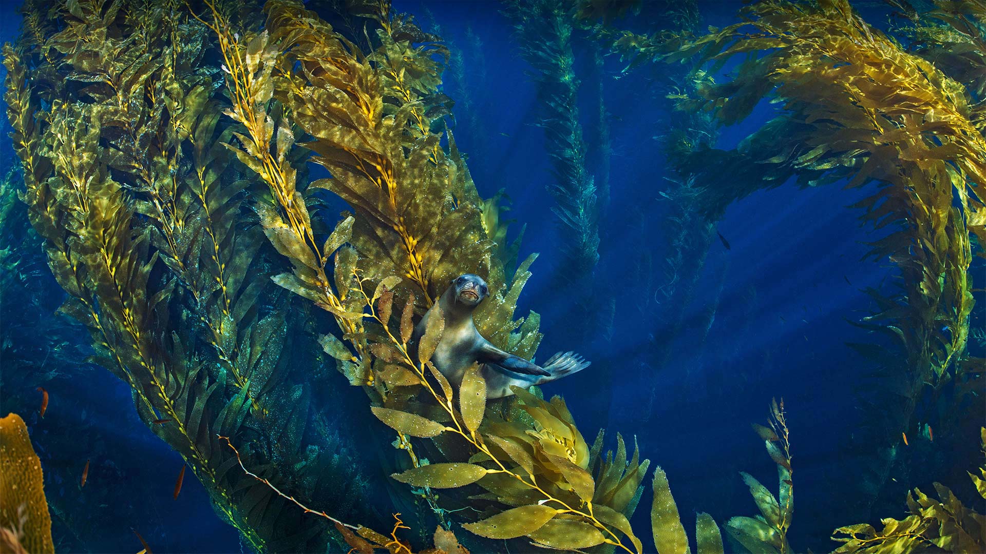California sea lion in a forest of giant kelp near the Channel Islands of California - Nature Picture Library/Alamy)
