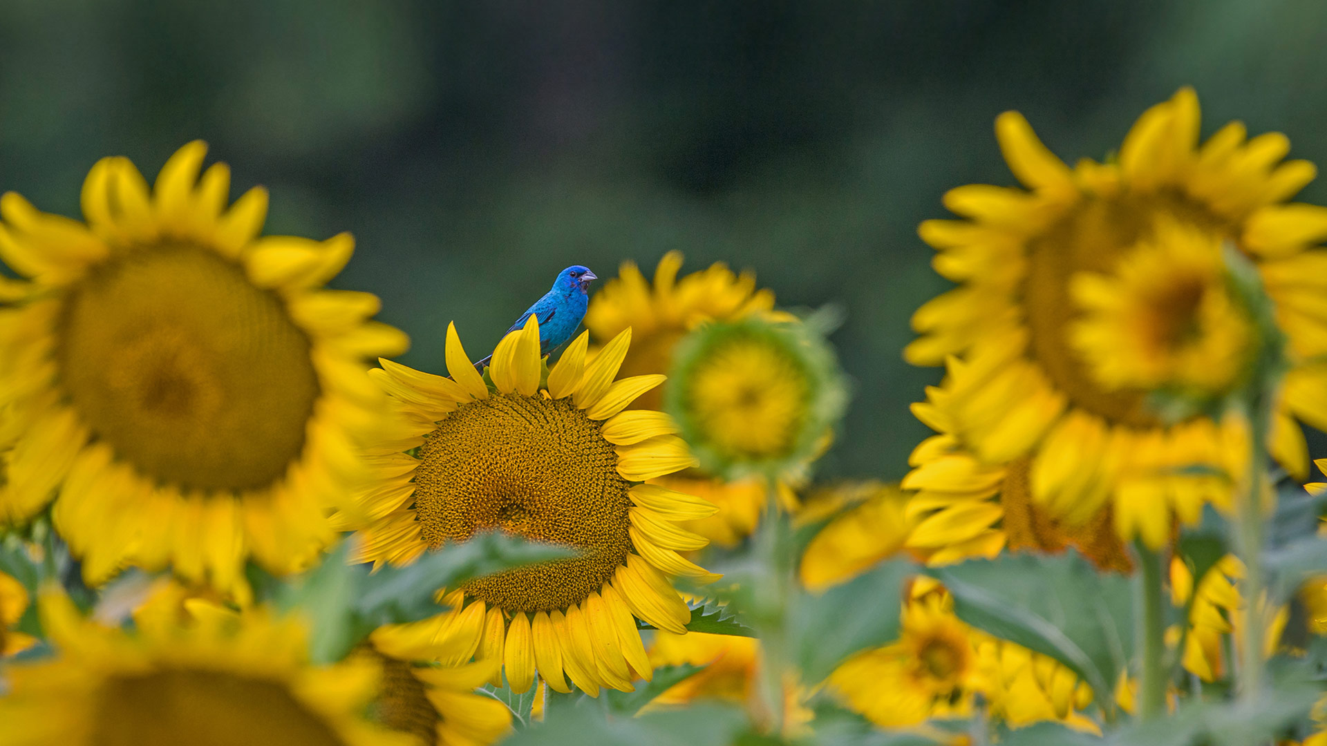 An indigo bunting on a sunflower - William Krumpelman/Getty Images)