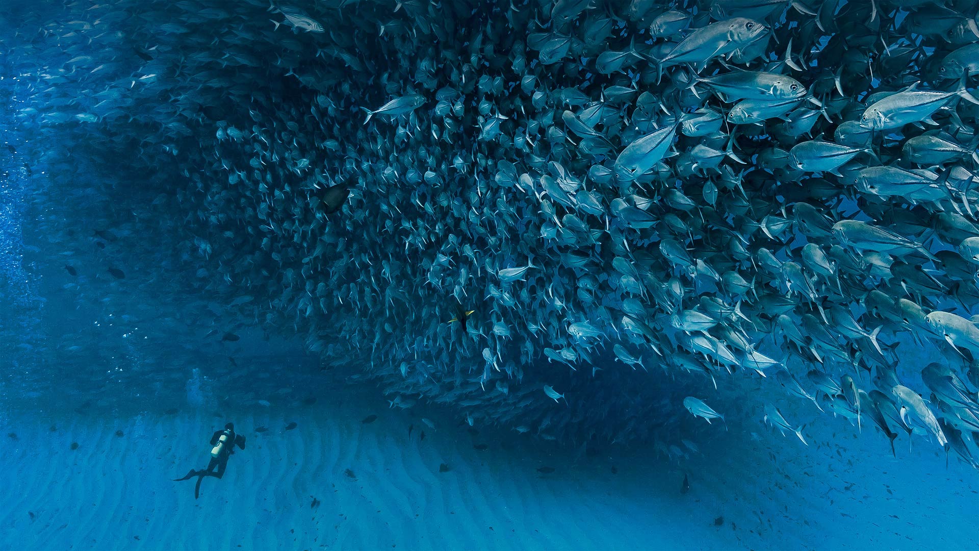 Thousands of jack fish swimming together at Cabo Pulmo National Park, Sea of Cortez, Baja California, Mexico - Christian Vizl/Tandem Stills + Motion)