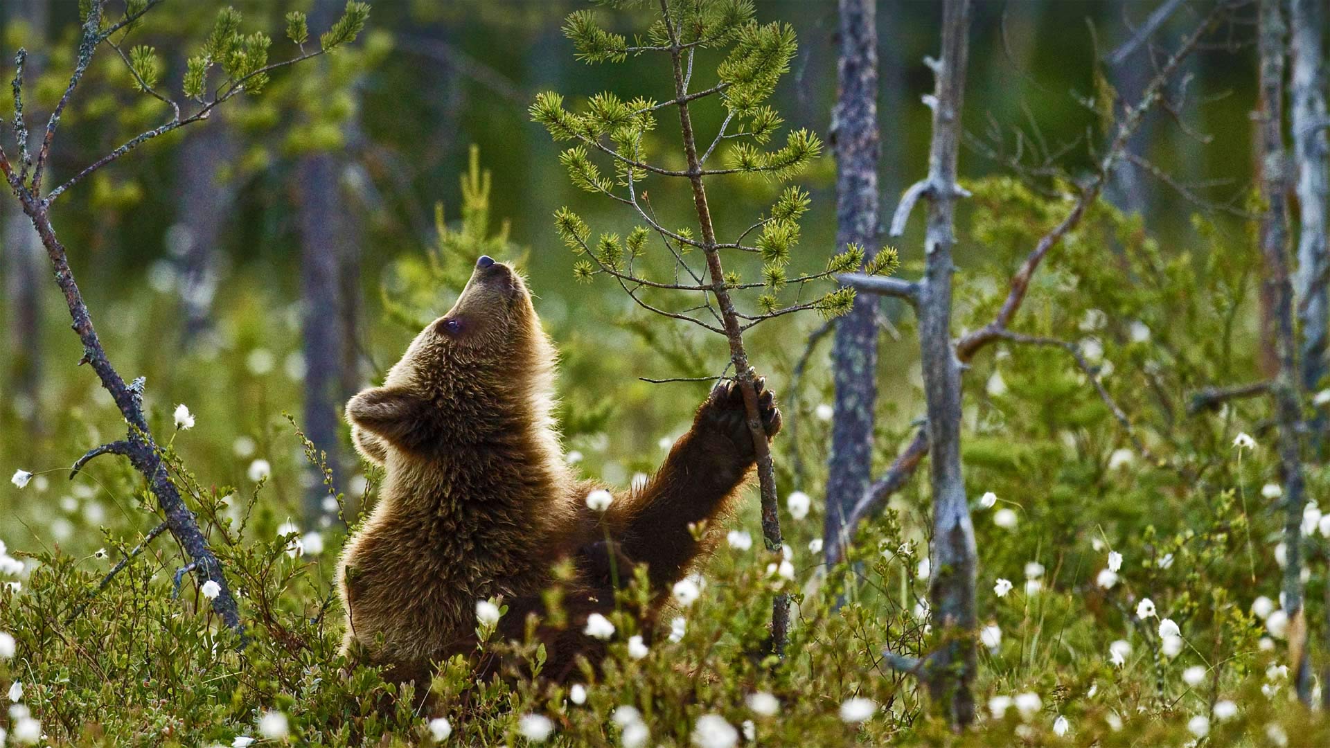 Eurasian brown bear cub in the taiga forest, Finland - Jules Cox