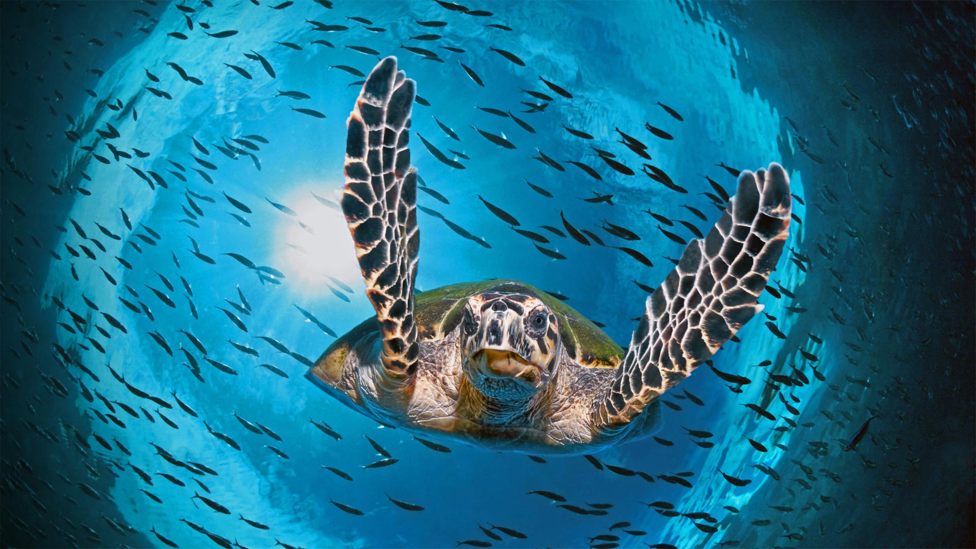Green sea turtle diving, Great Barrier Reef, Queensland, Australia - imageBROKER/Alamy)