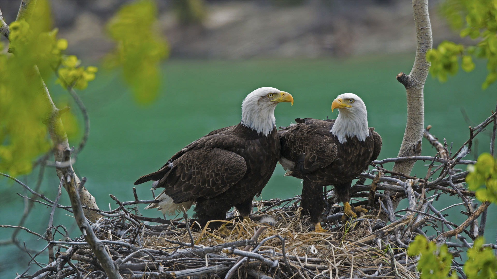 Bald eagle pair with a chick in their nest near the Yukon River, Yukon, Canada - Mark Newman