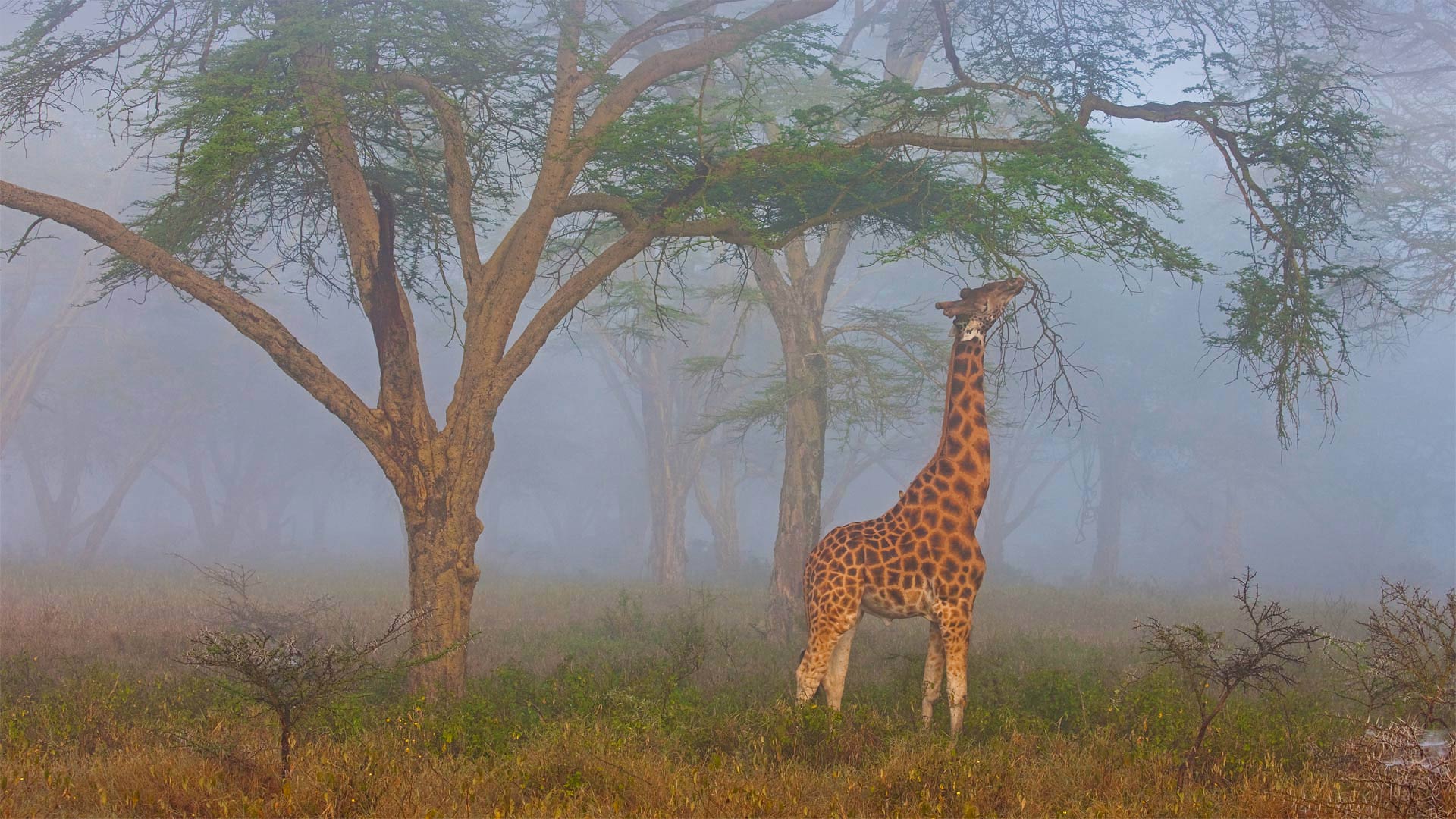 Rothschild's giraffe in Lake Nakuru National Park, Kenya - Theo Allofs