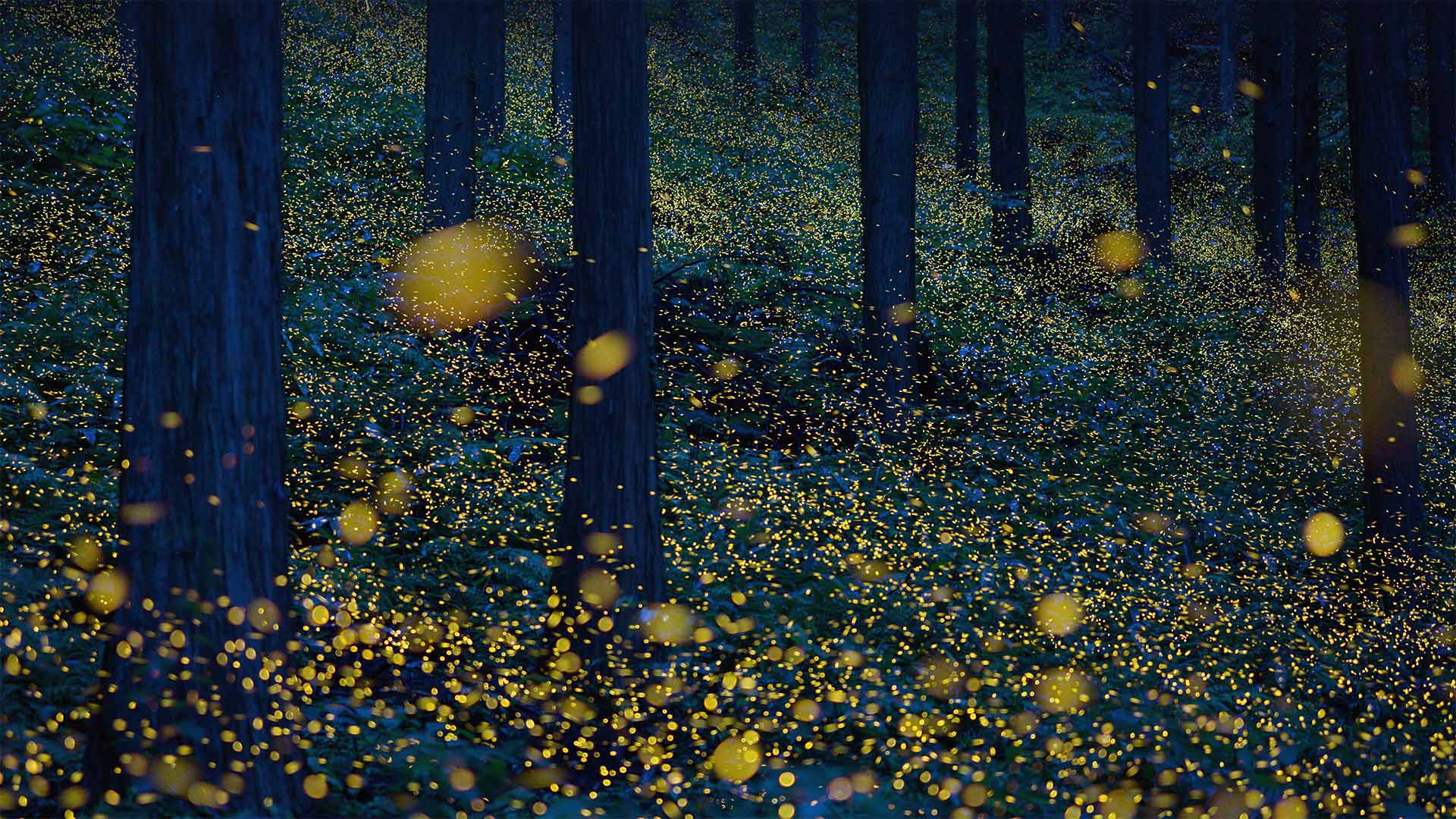 Fireflies in Nichinan, Tottori, Japan - north-tail/Getty Images Plus)