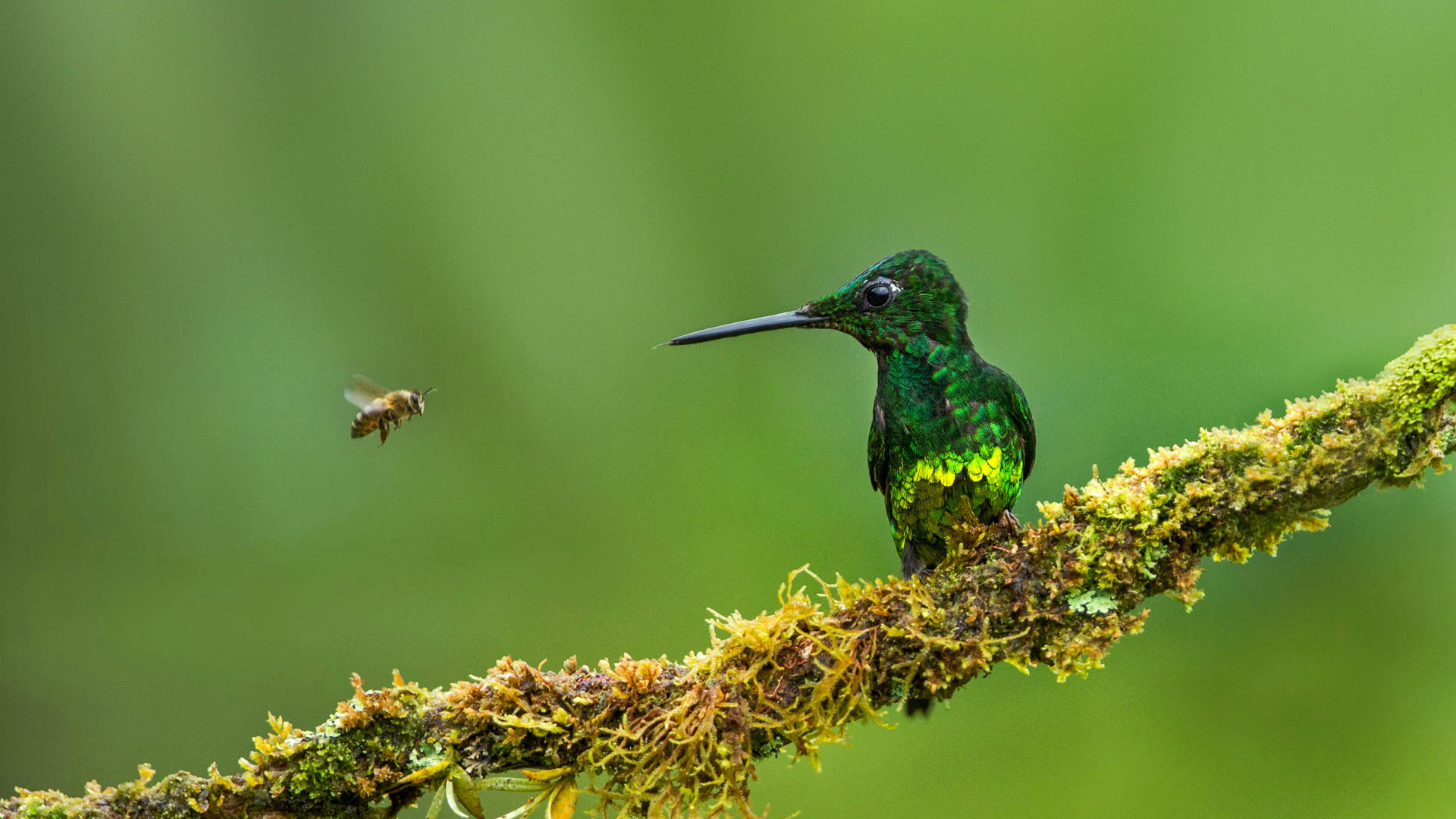 Empress brilliant hummingbird and a bee in Colombia - Jiri Hrebicek/Alamy)
