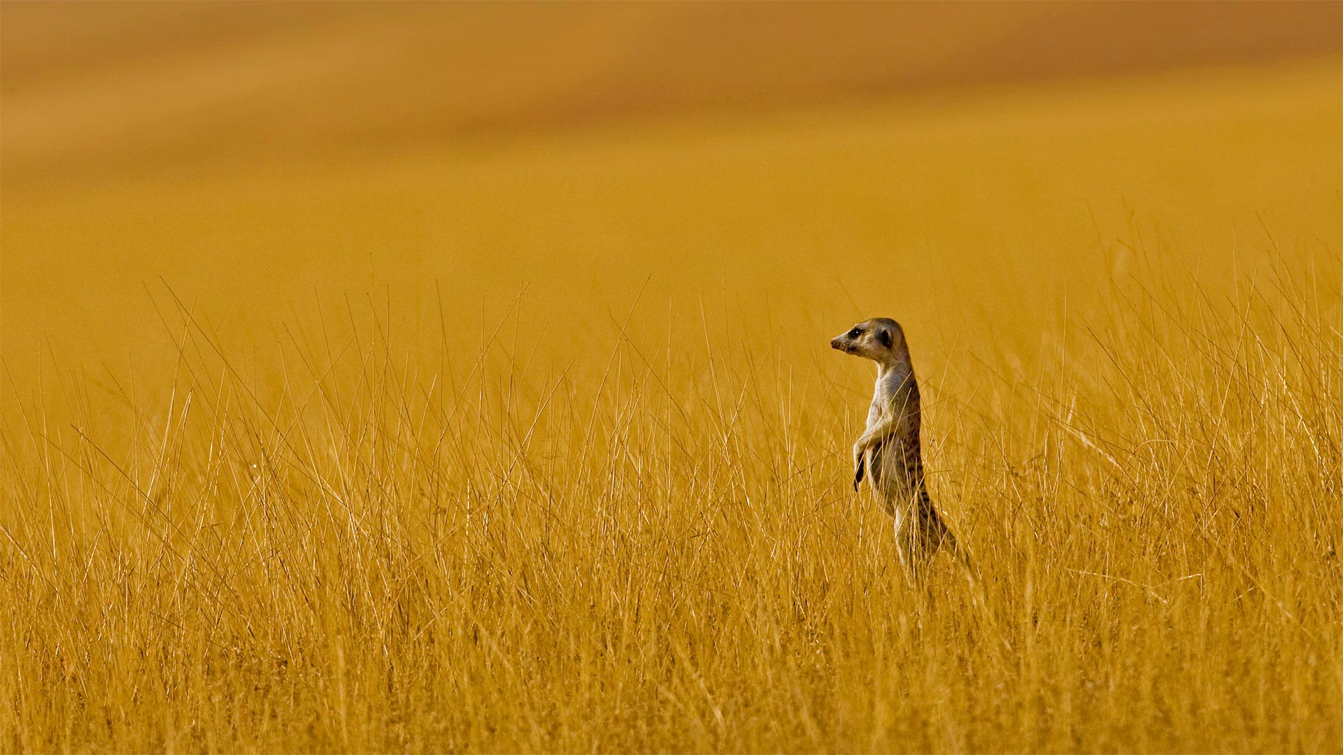 A meerkat in Namibia - Danita Delimont/Offset by Shutterstock)