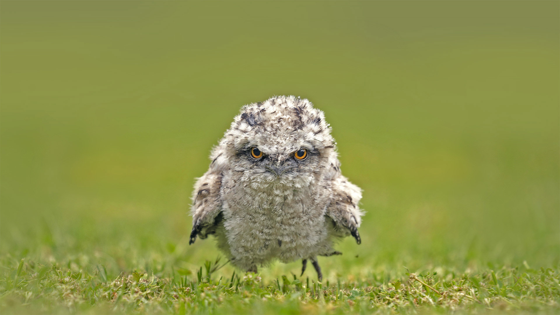 Tawny frogmouth chick, Australia - SnapRapid/Offset by Shutterstock)
