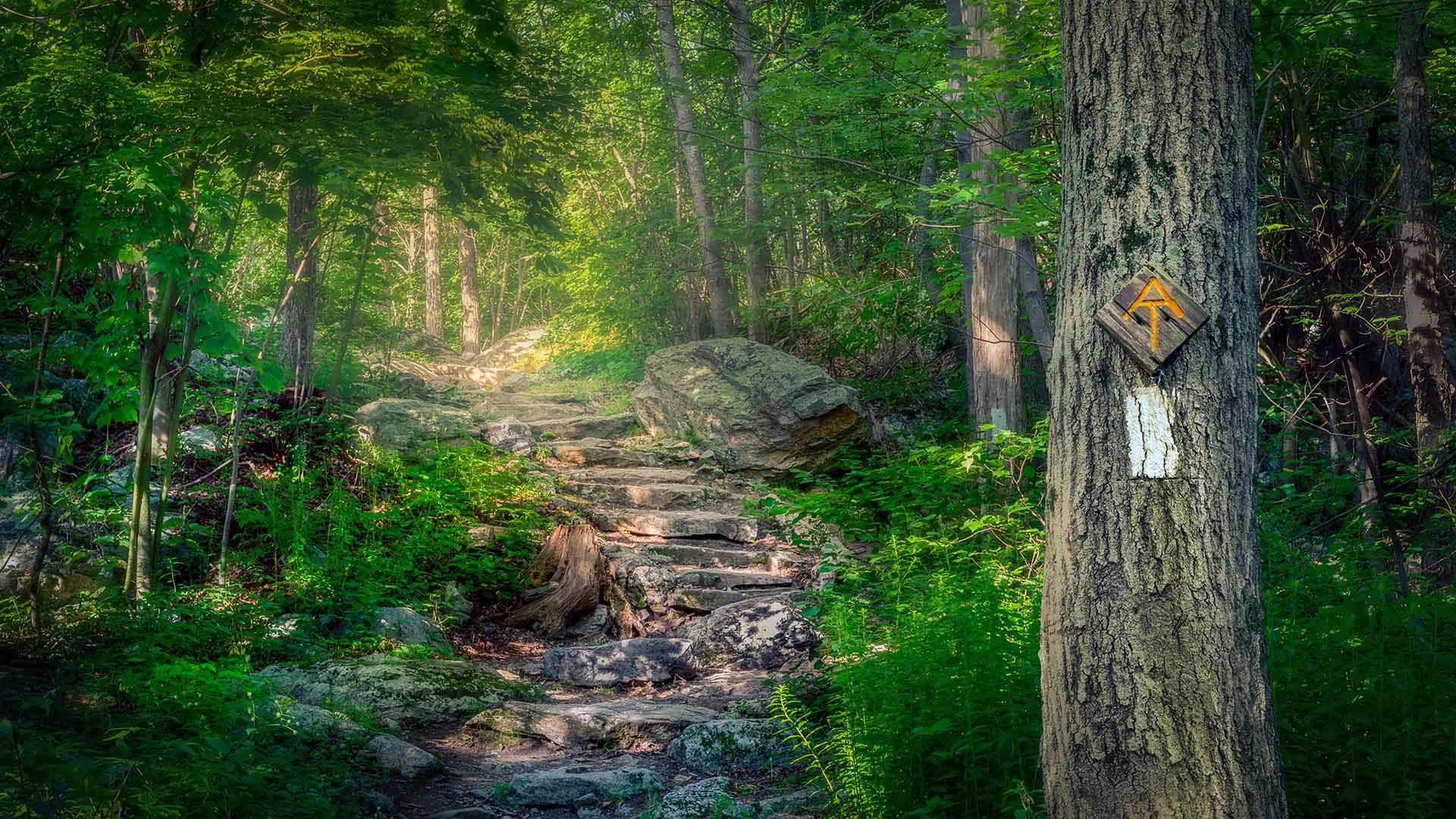The Appalachian Trail in Stokes State Forest, New Jersey - Frank DeBonis/Getty Images)