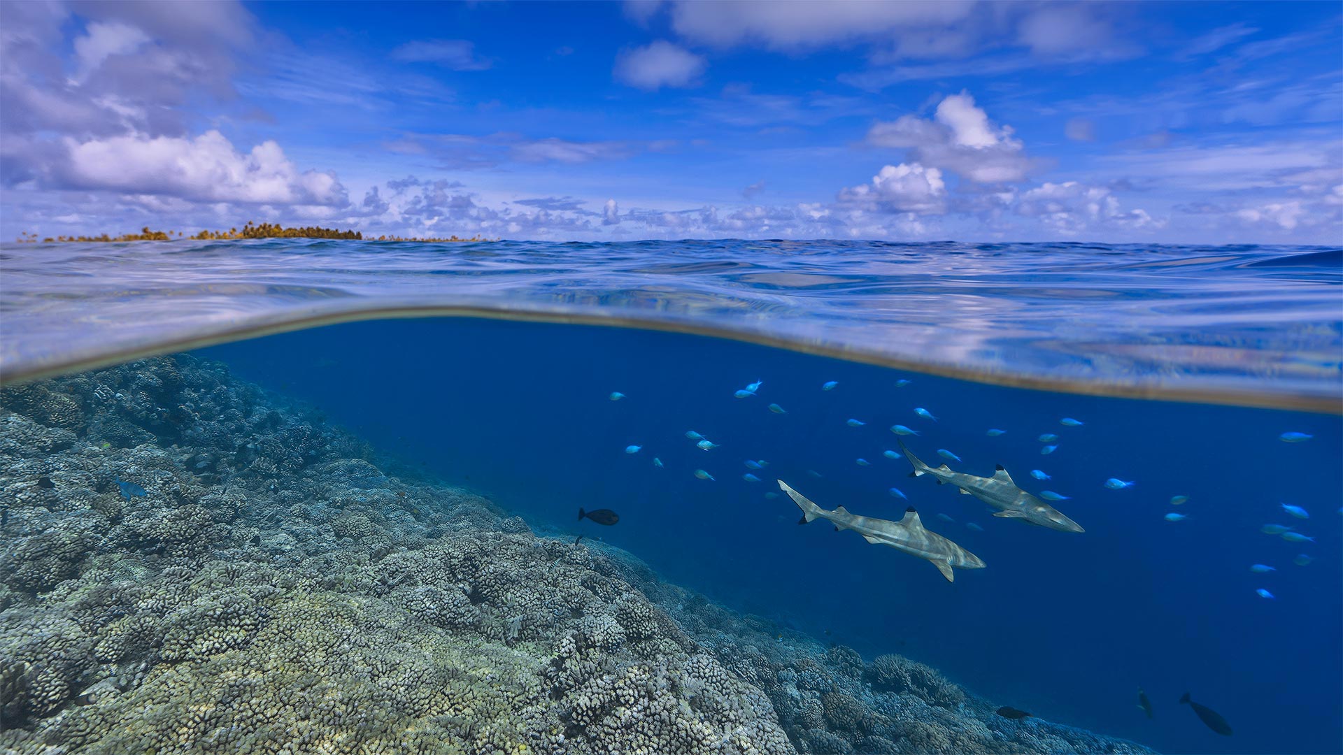 Blacktip reef sharks off the coast of Tahiti, French Polynesia - Paul Mckenzie