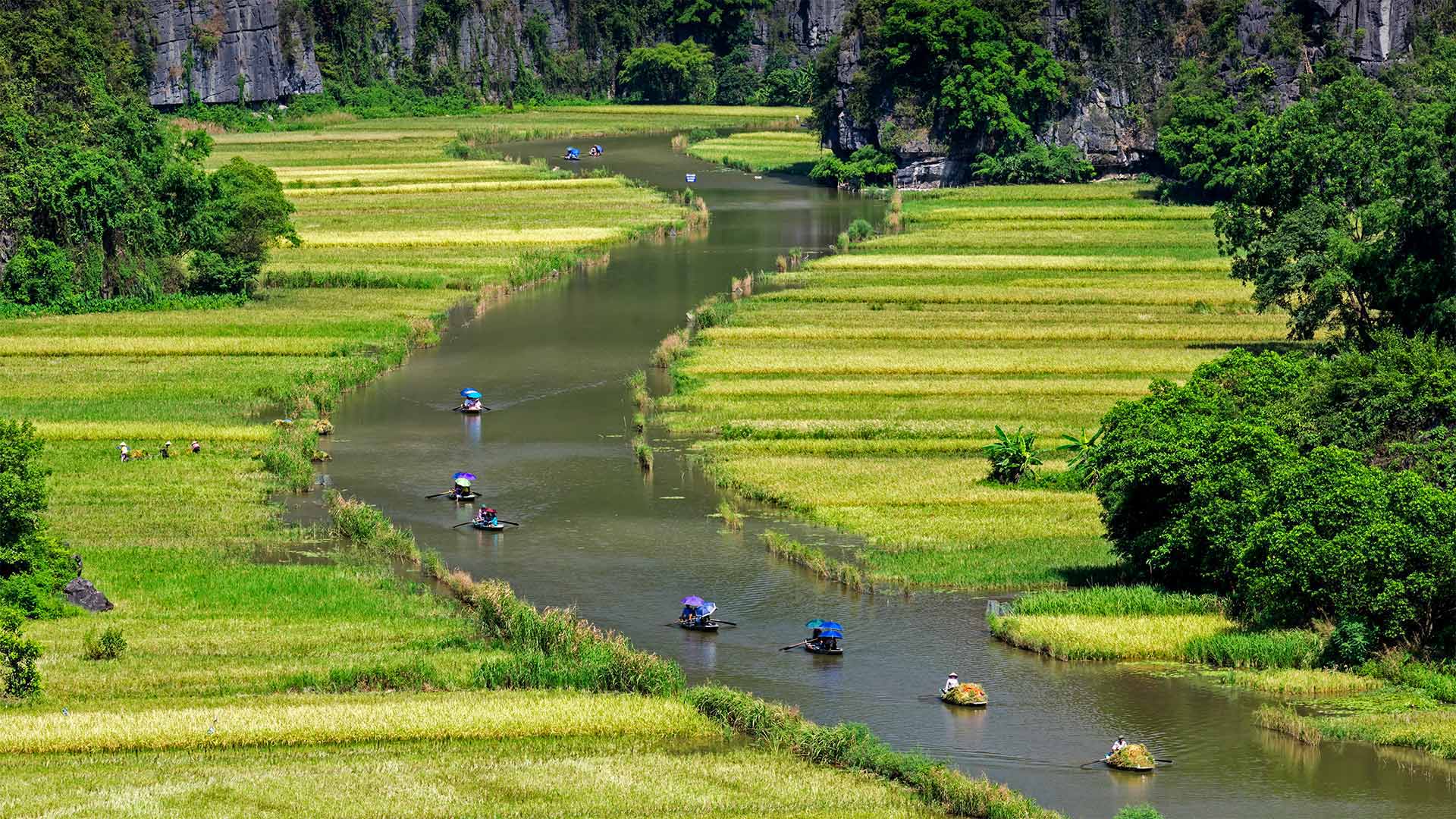 Boats float by rice fields on the Ngo Dong River in Ninh Bình province, Vietnam - Jeremy Woodhouse/Getty Images)