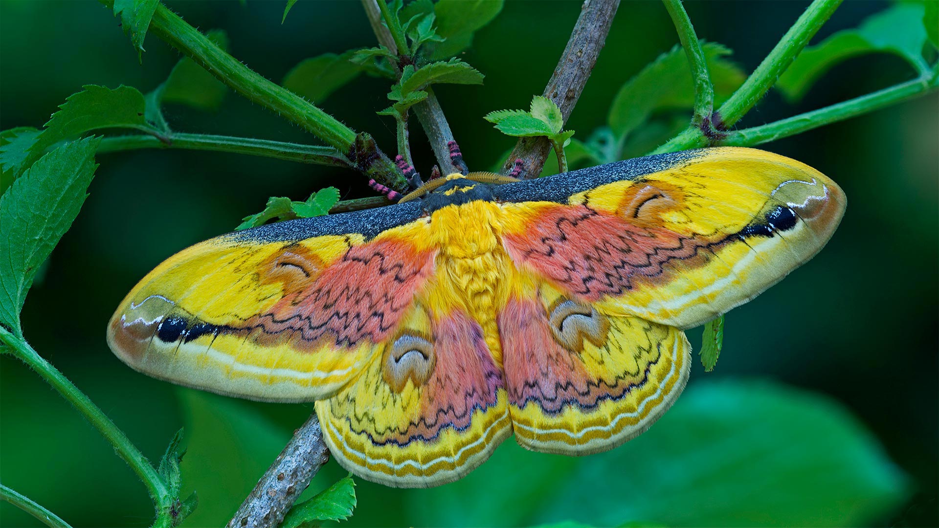 A Loepa oberthuri moth - Robert Thompson