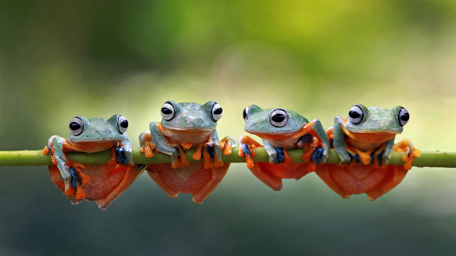 Javan tree frogs sitting together on a stalk in Indonesia - SnapRapid/Offset by Shutterstock)