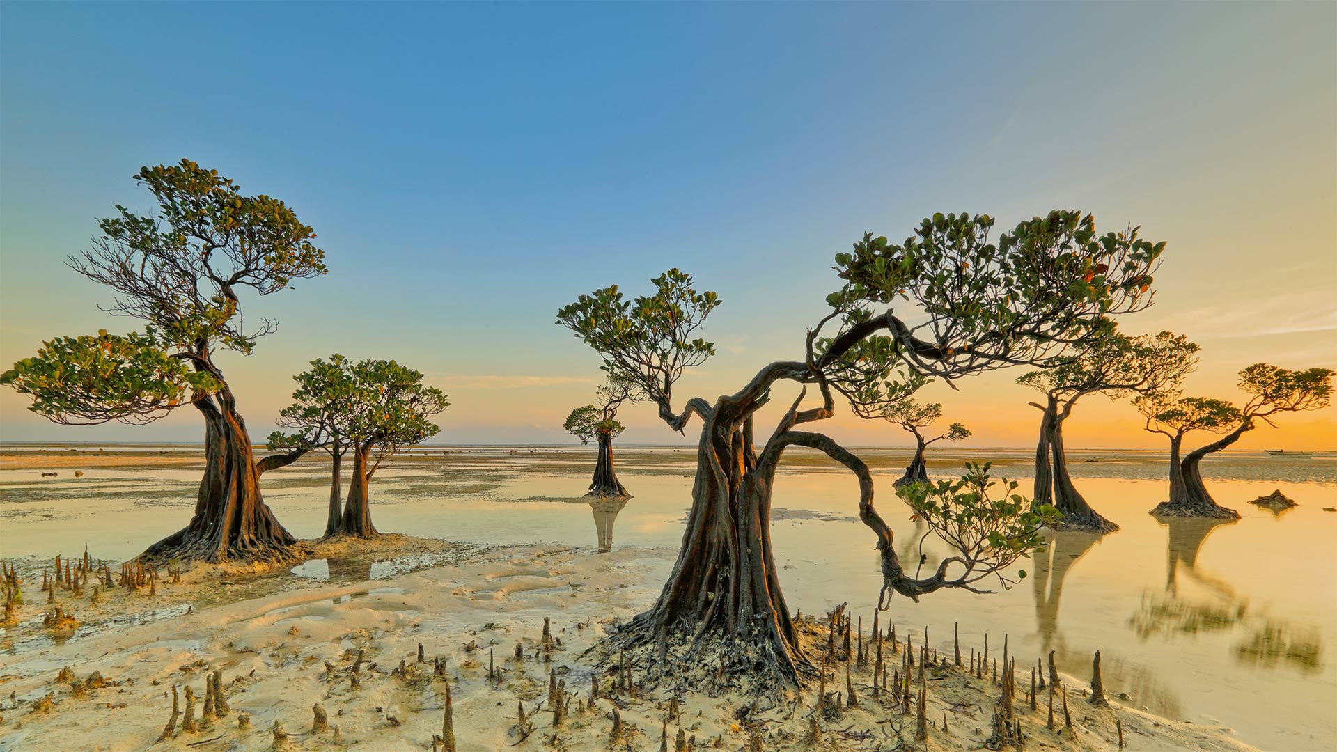 Mangrove trees, Walakiri Beach, Sumba Island, Indonesia - Tengguo Wu/Getty Images)