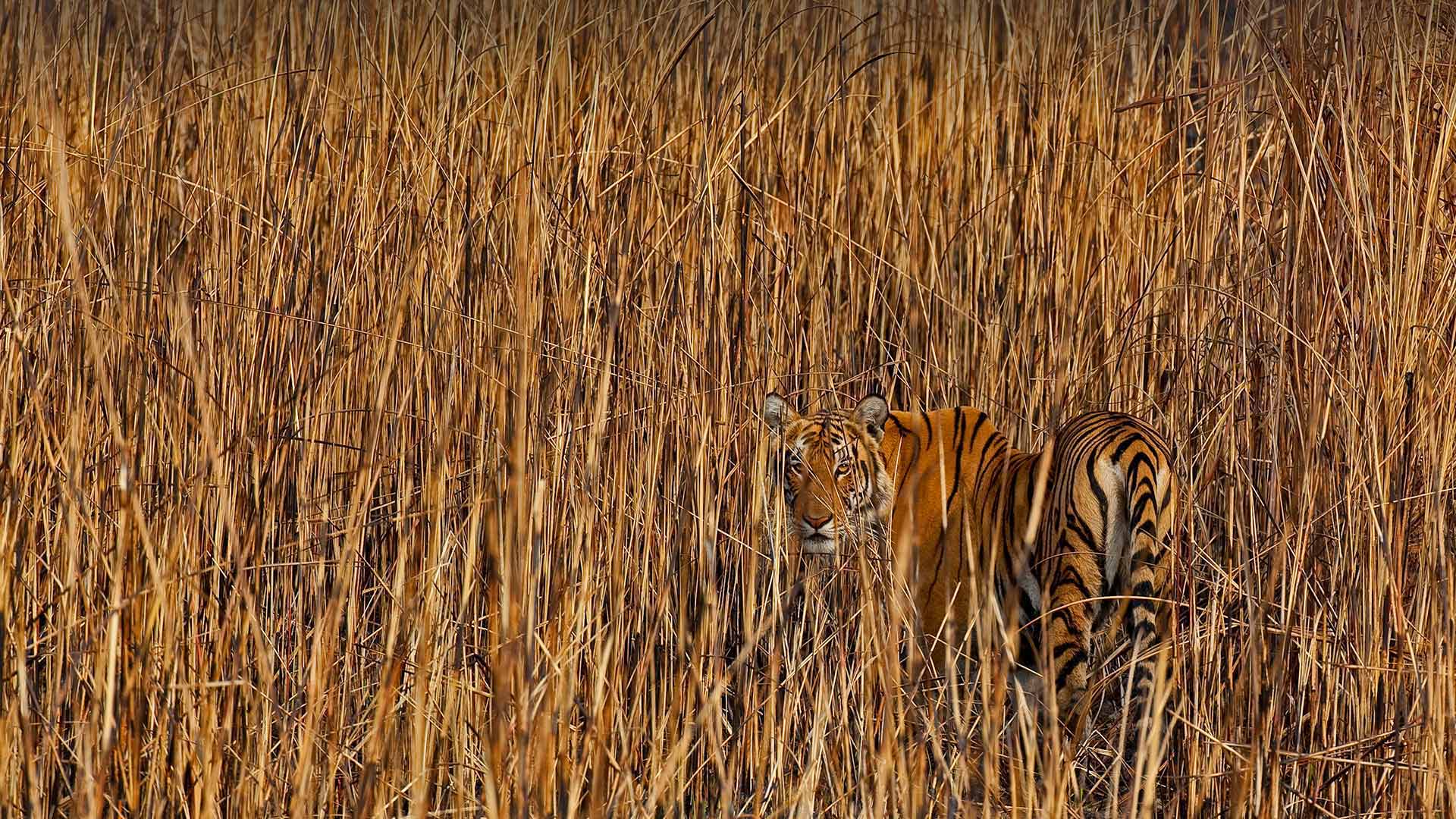 Tiger camouflaged in tall grass, Assam, India - Sandesh Kadur