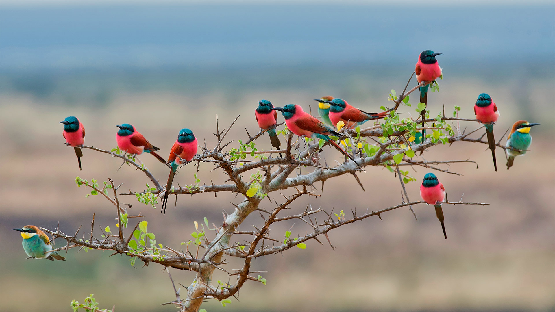 Northern carmine and European bee-eaters in Mkomazi National Park, Tanzania - webguzs/Getty Images)