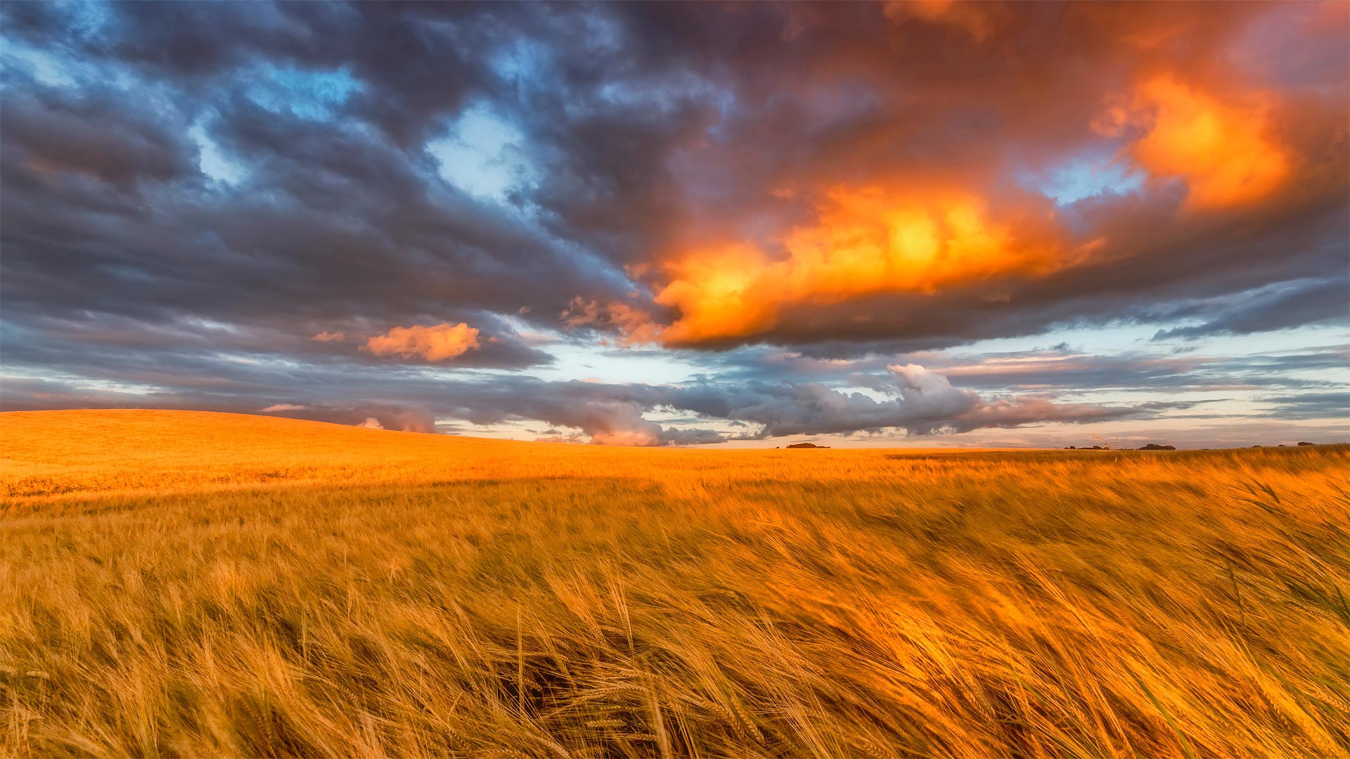 Barley field in East Lothian, Scotland - Scott Masterton/plainpicture)