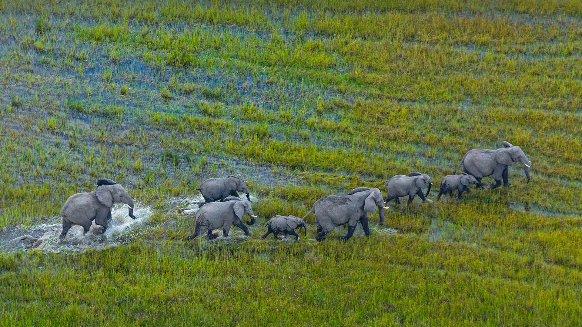 African bush elephant herd, Okavango Delta, Botswana - Juan-Carlos Munoz