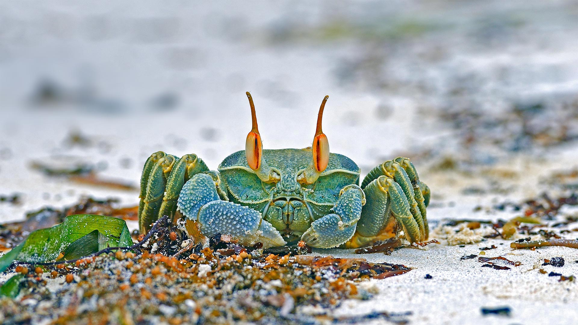 Horned ghost crab, Grand Anse, Praslin Island, Seychelles - Ingo Schulz/Offset by Shutterstock)