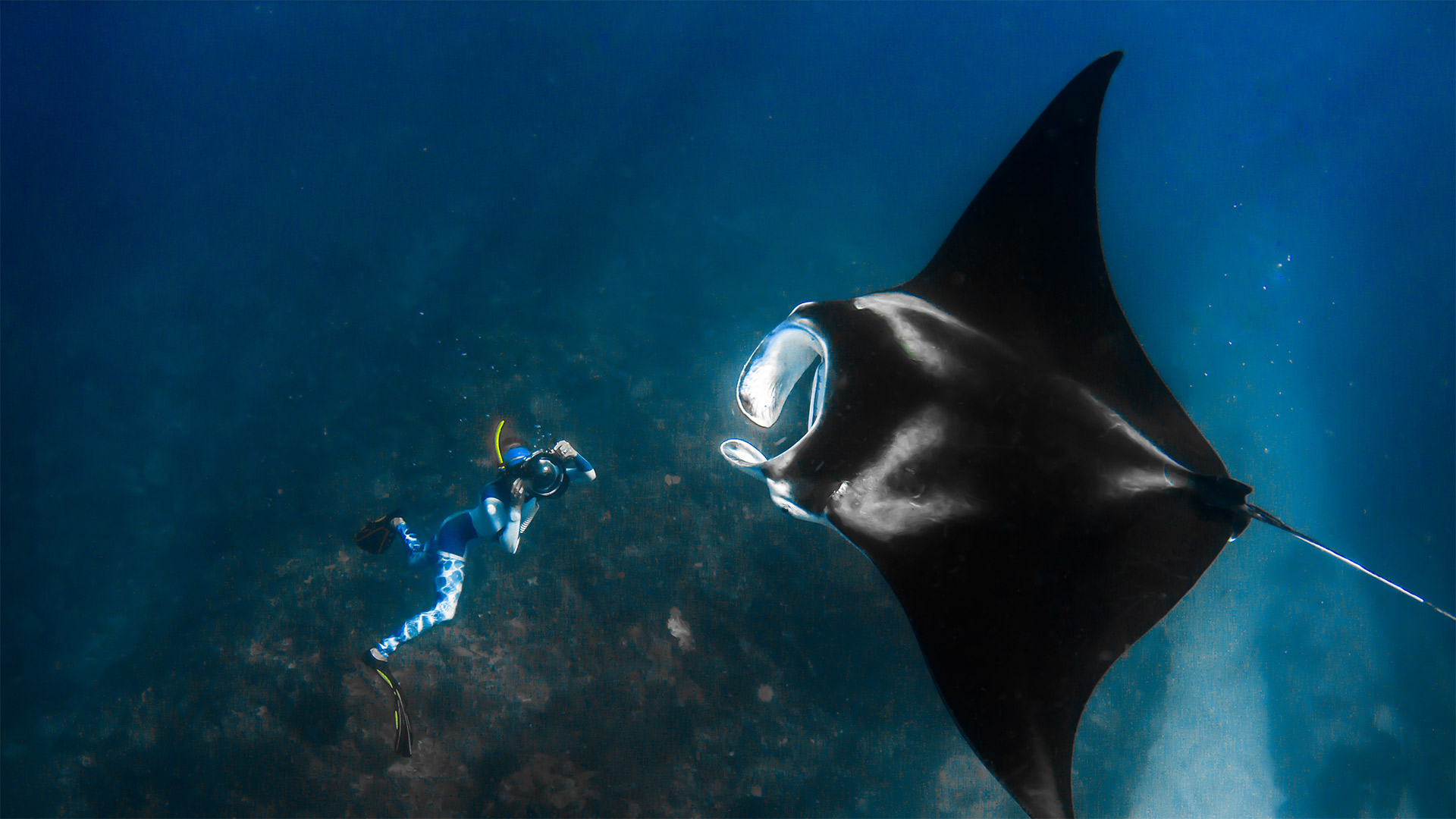 Giant manta ray and a photographer off the Ningaloo Coast, Australia - Shutterstock Premier)