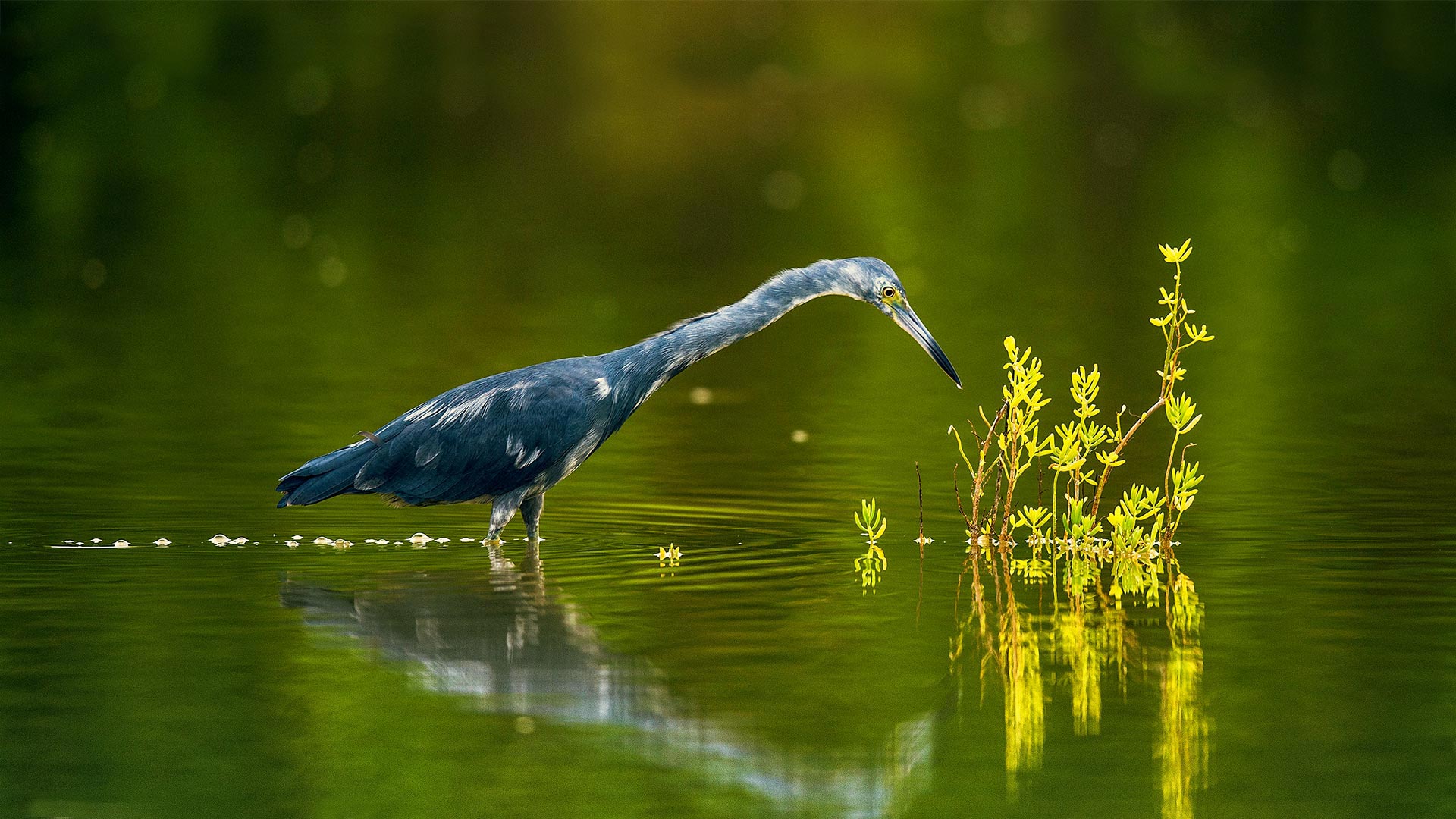 Little blue heron in Cuba - Sergey Uryadnikov/Alamy)