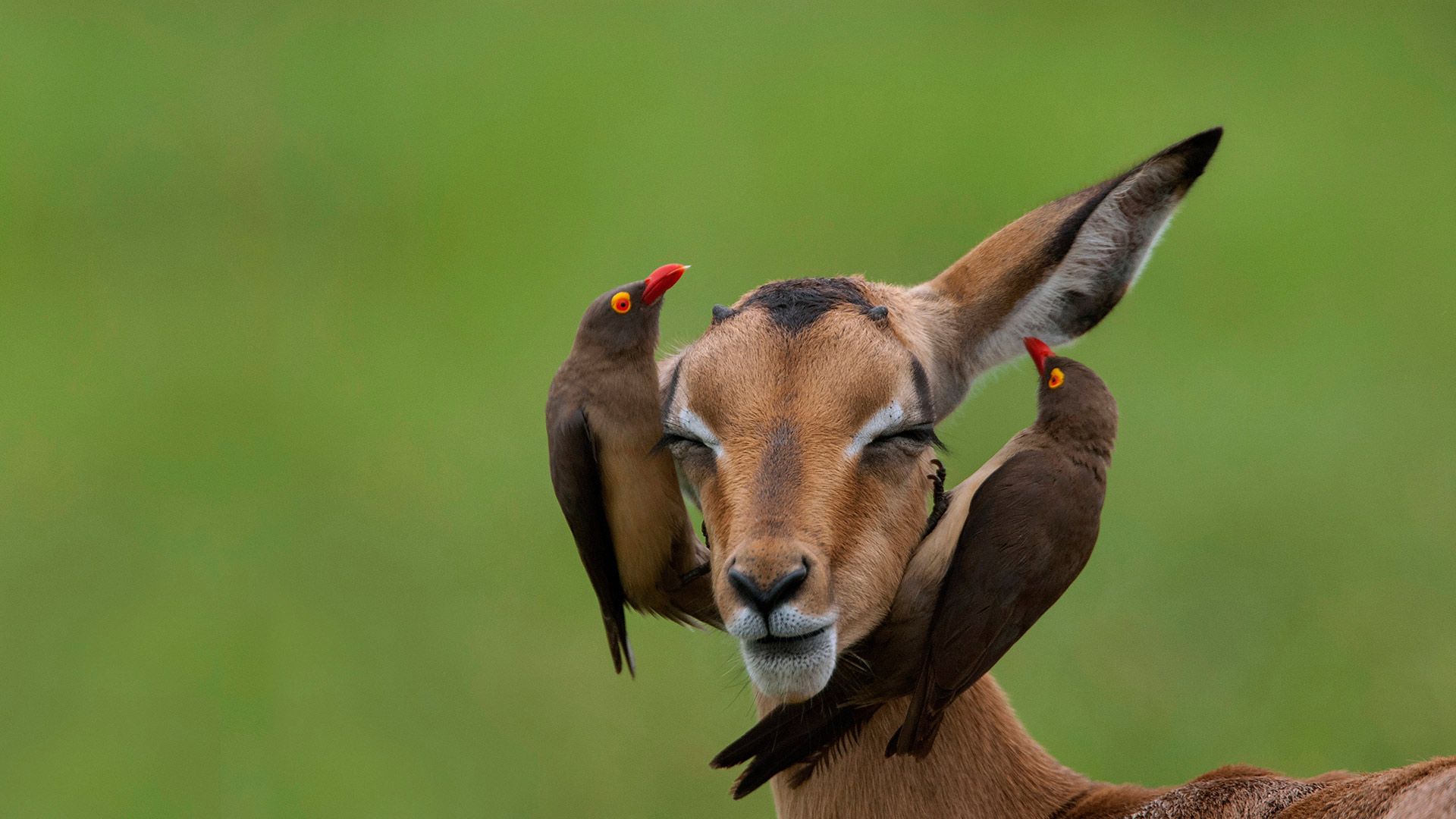 Red-billed oxpeckers on an impala in Mpumalanga, South Africa - Heini Wehrle