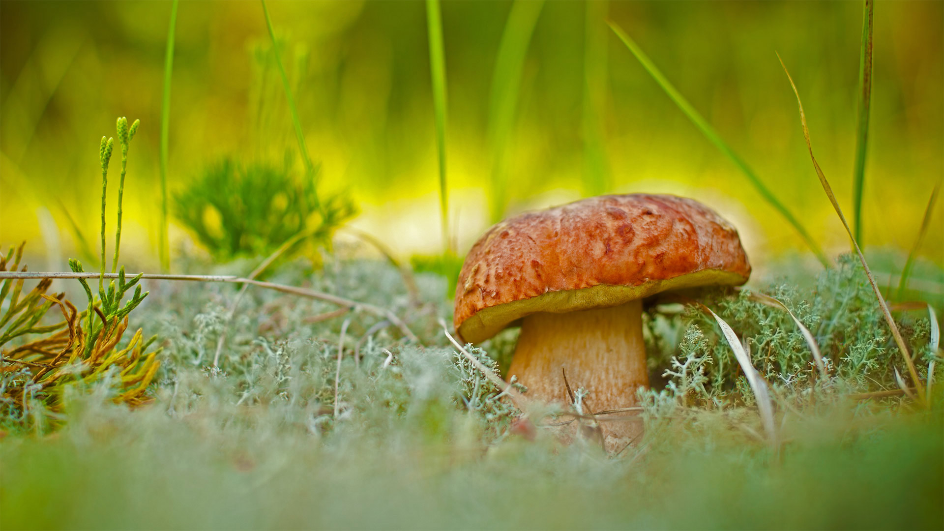 A porcini mushroom - vnosokin/Getty Images)
